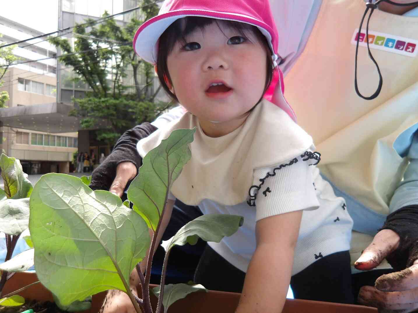 苗植え