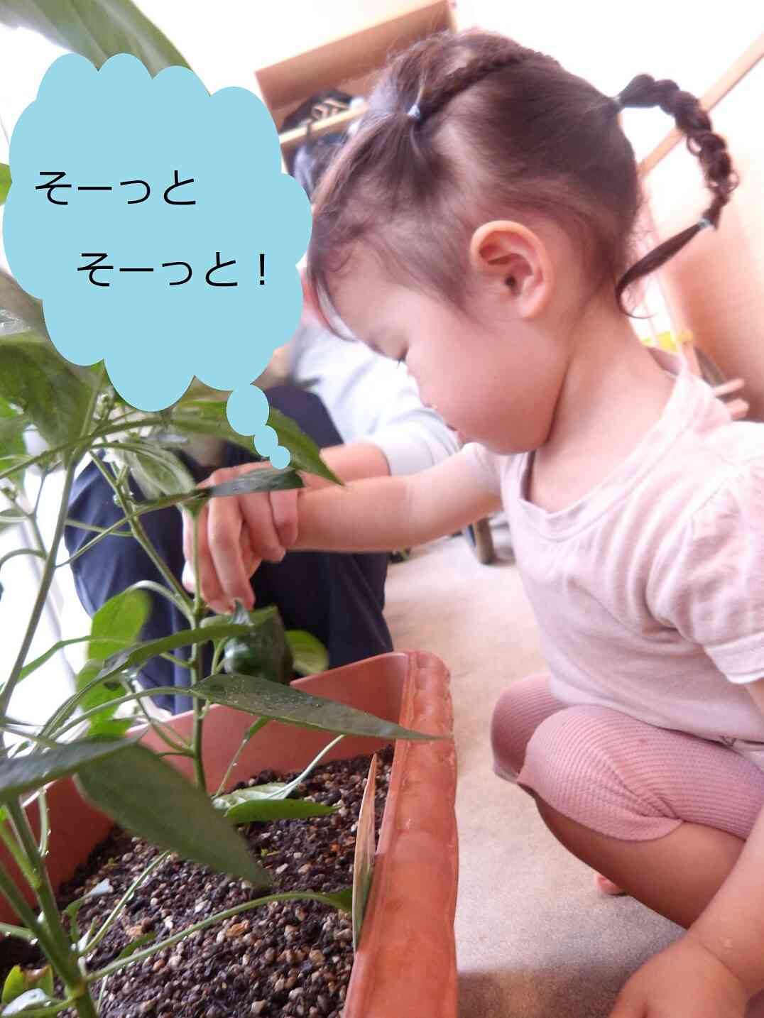 収穫！！