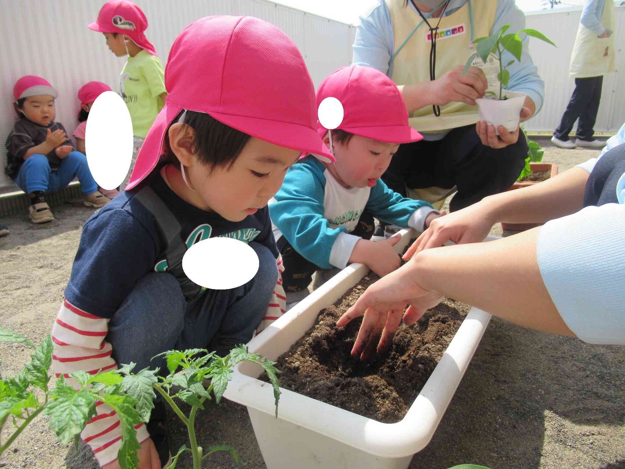いよいよ苗植えスタート