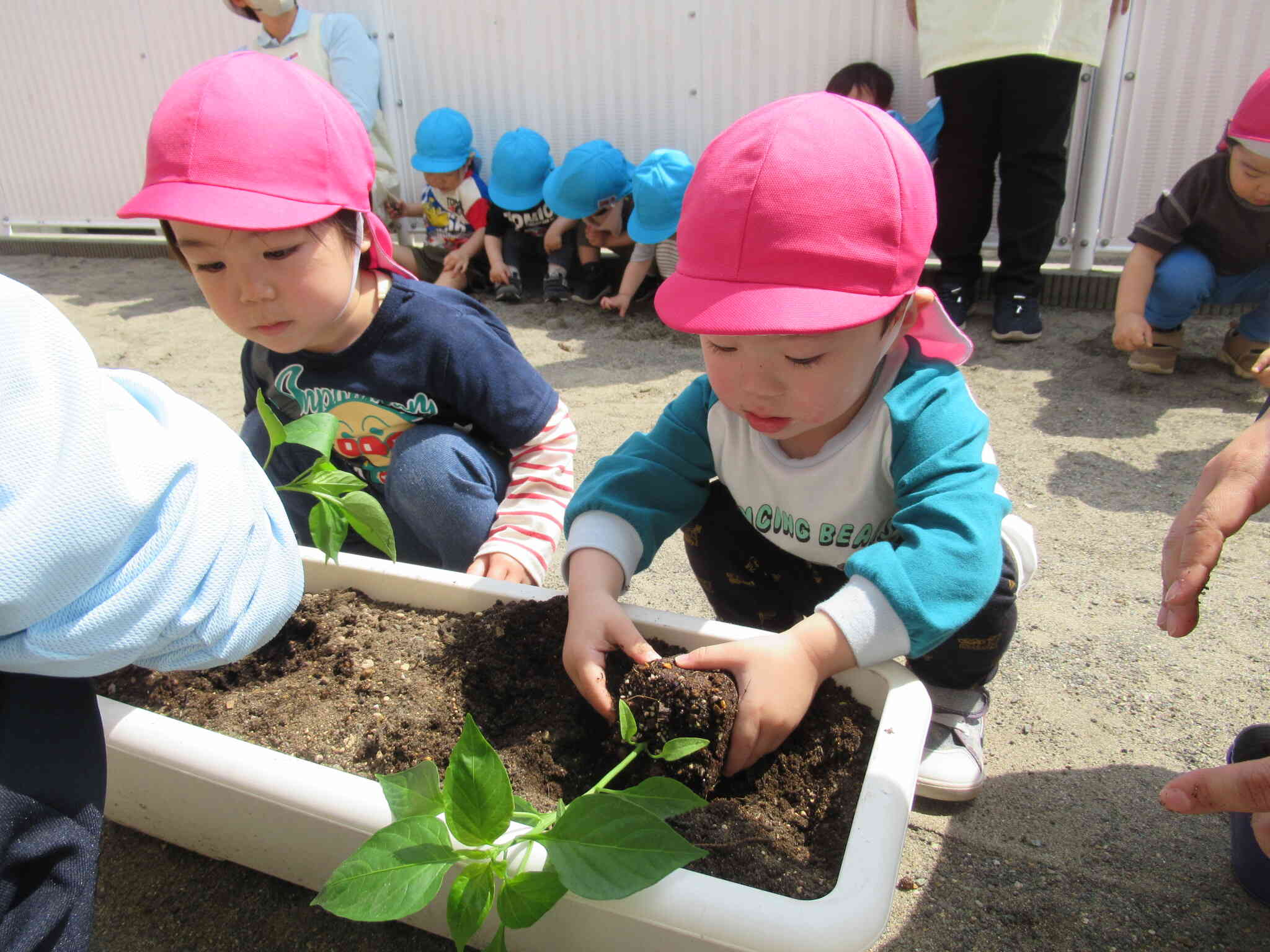 野菜の苗植え