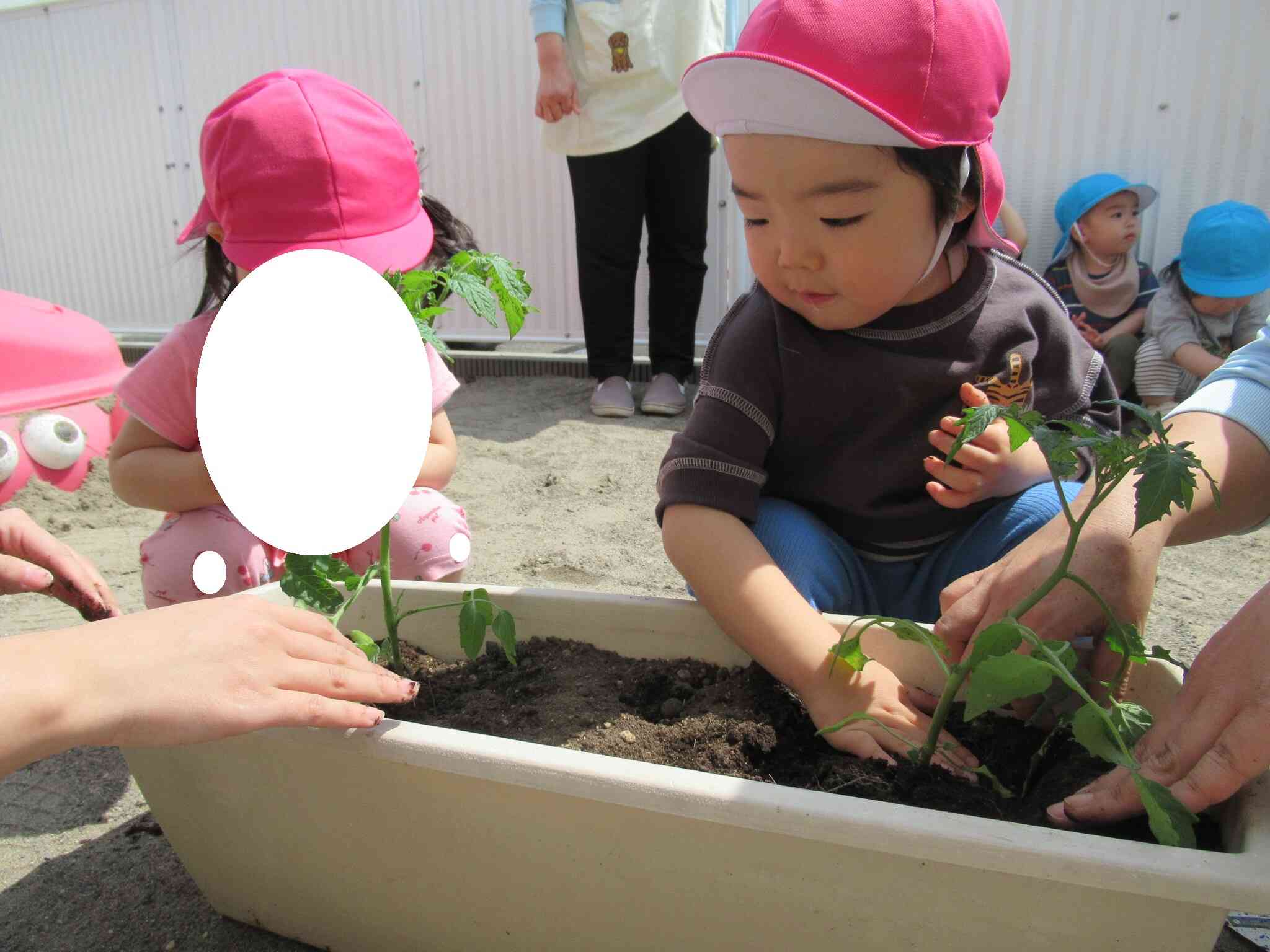 苗を植えた後は優しく土をかけました