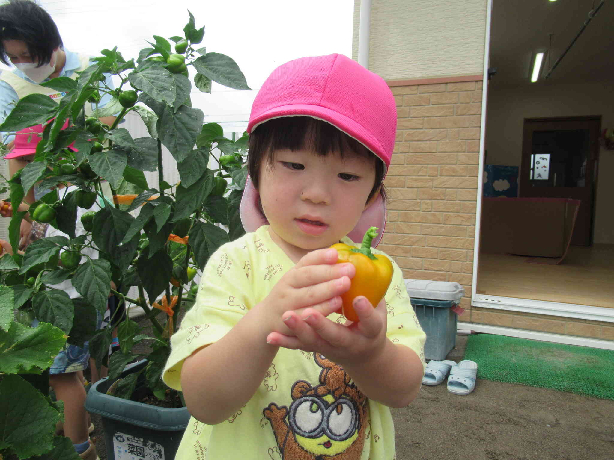 食育活動～野菜の収穫～