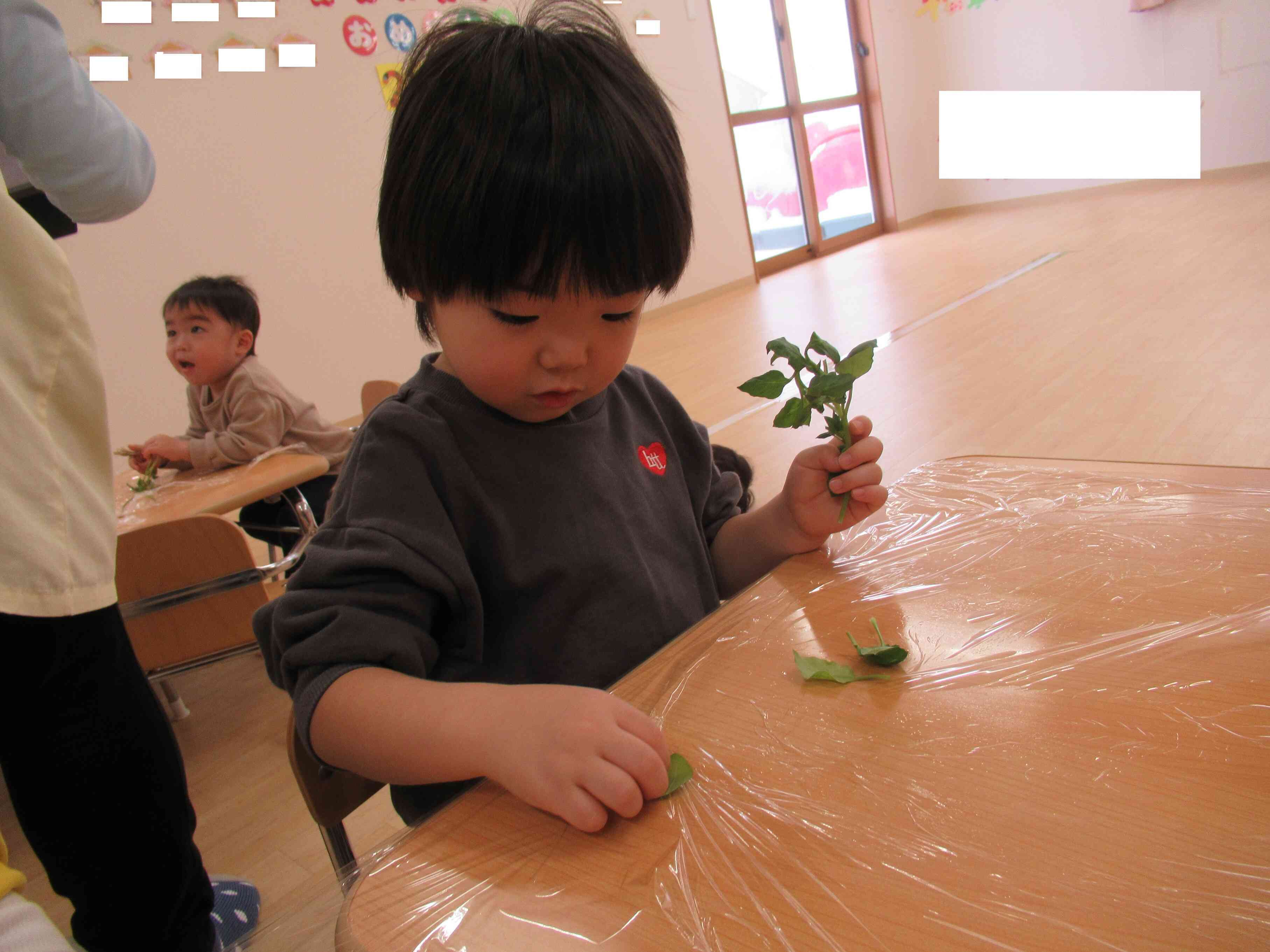 食育活動では、七草に触れました。給食で七草が入った菜飯を食べました。