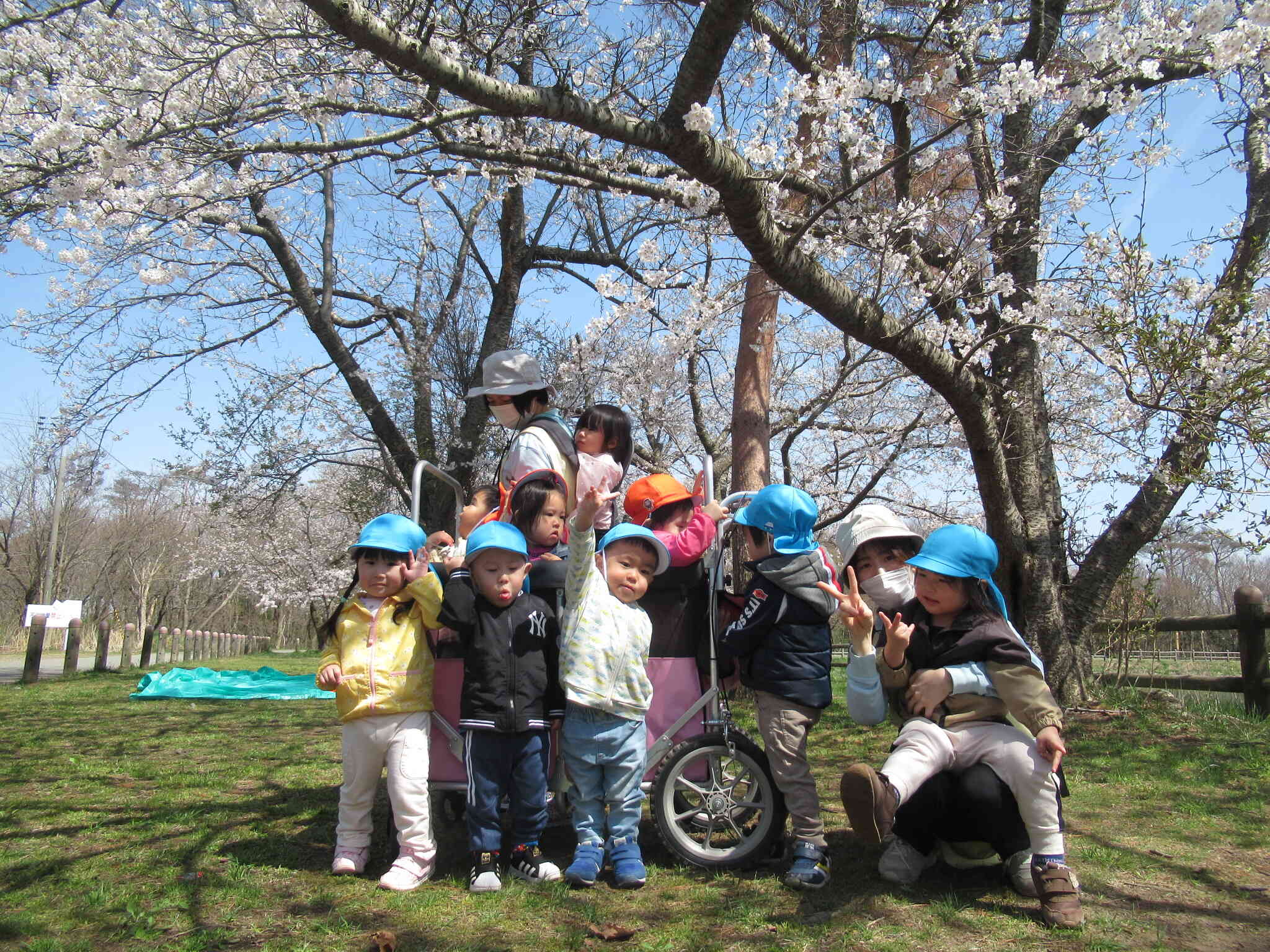 満開の桜の木の下お花見会をしました！