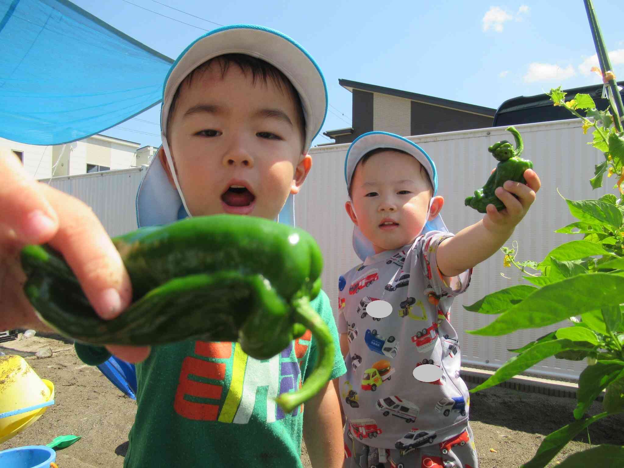 野菜の収穫～２歳児うさぎ組～