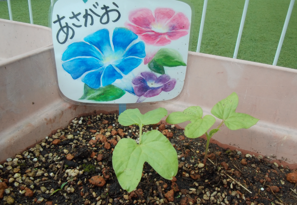 朝顔～観察日記①～