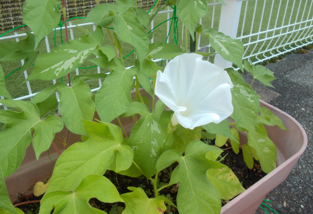朝顔～観察日記③～
