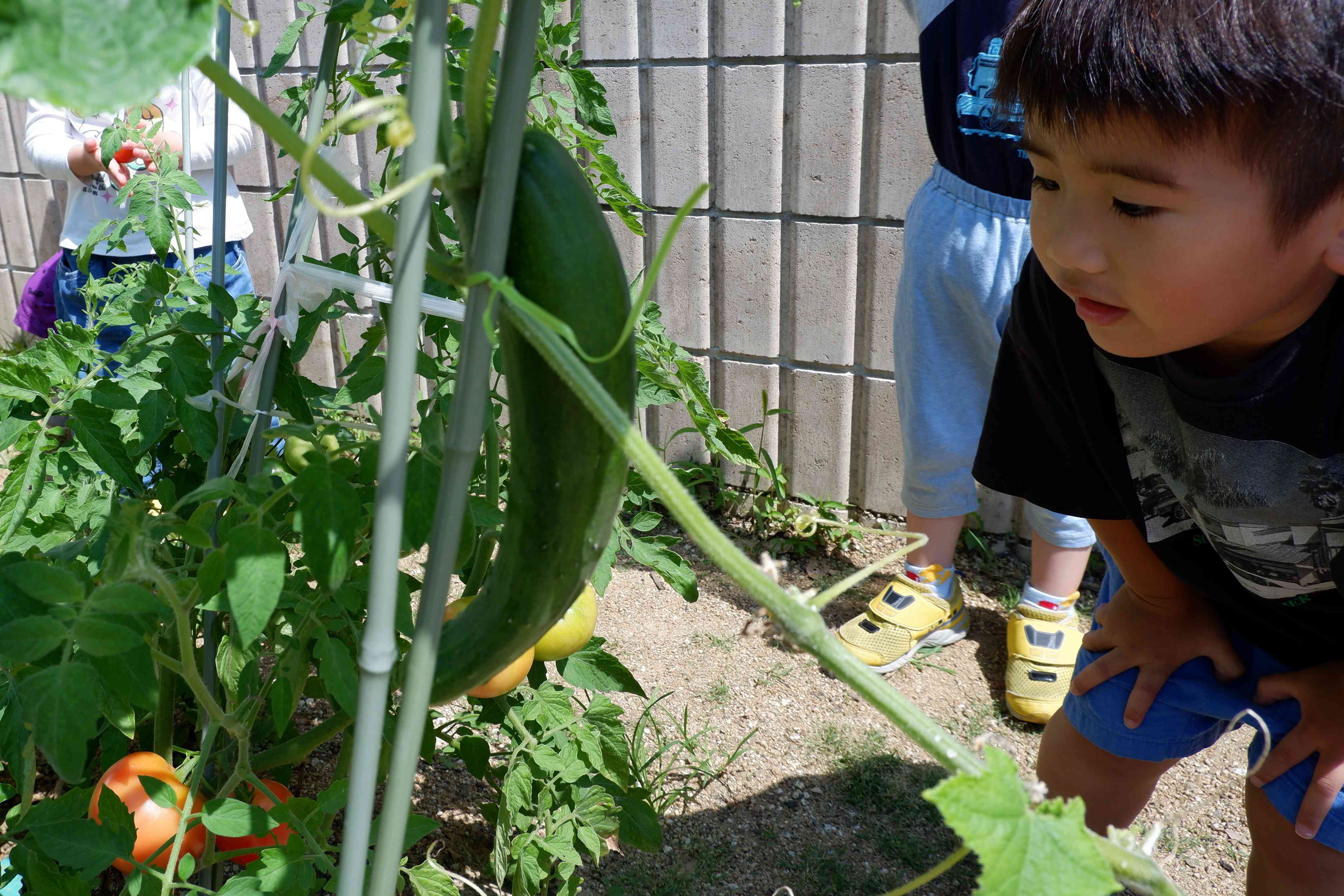 でっかい野菜がとれた！