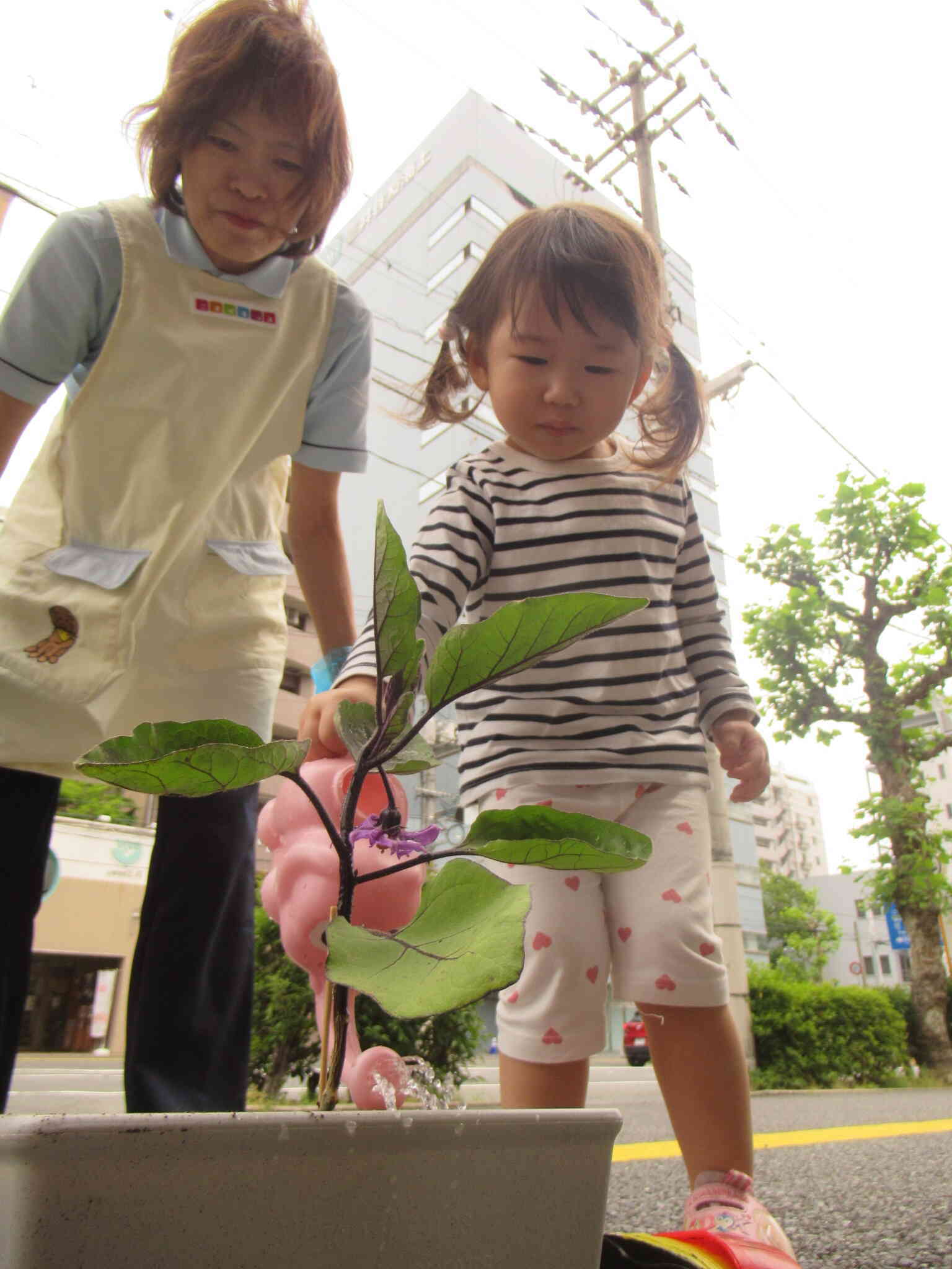 水やり