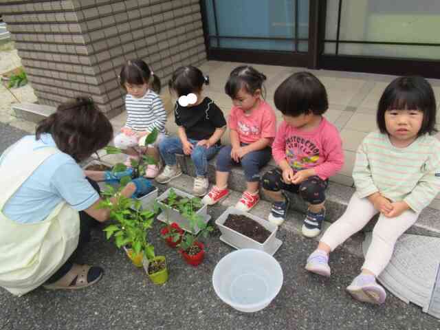 夏野菜