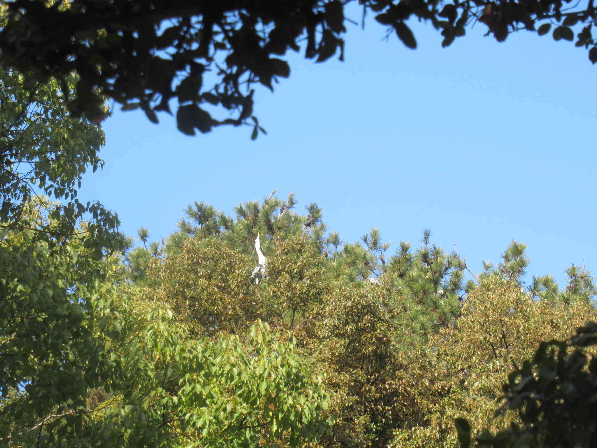 白い鳥が数匹いました。