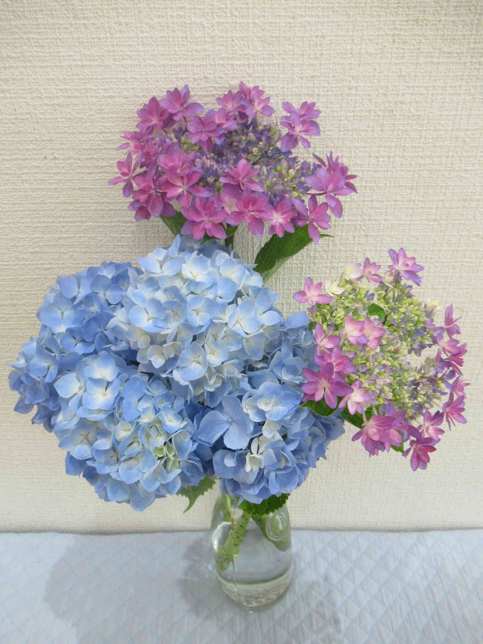 紫陽花