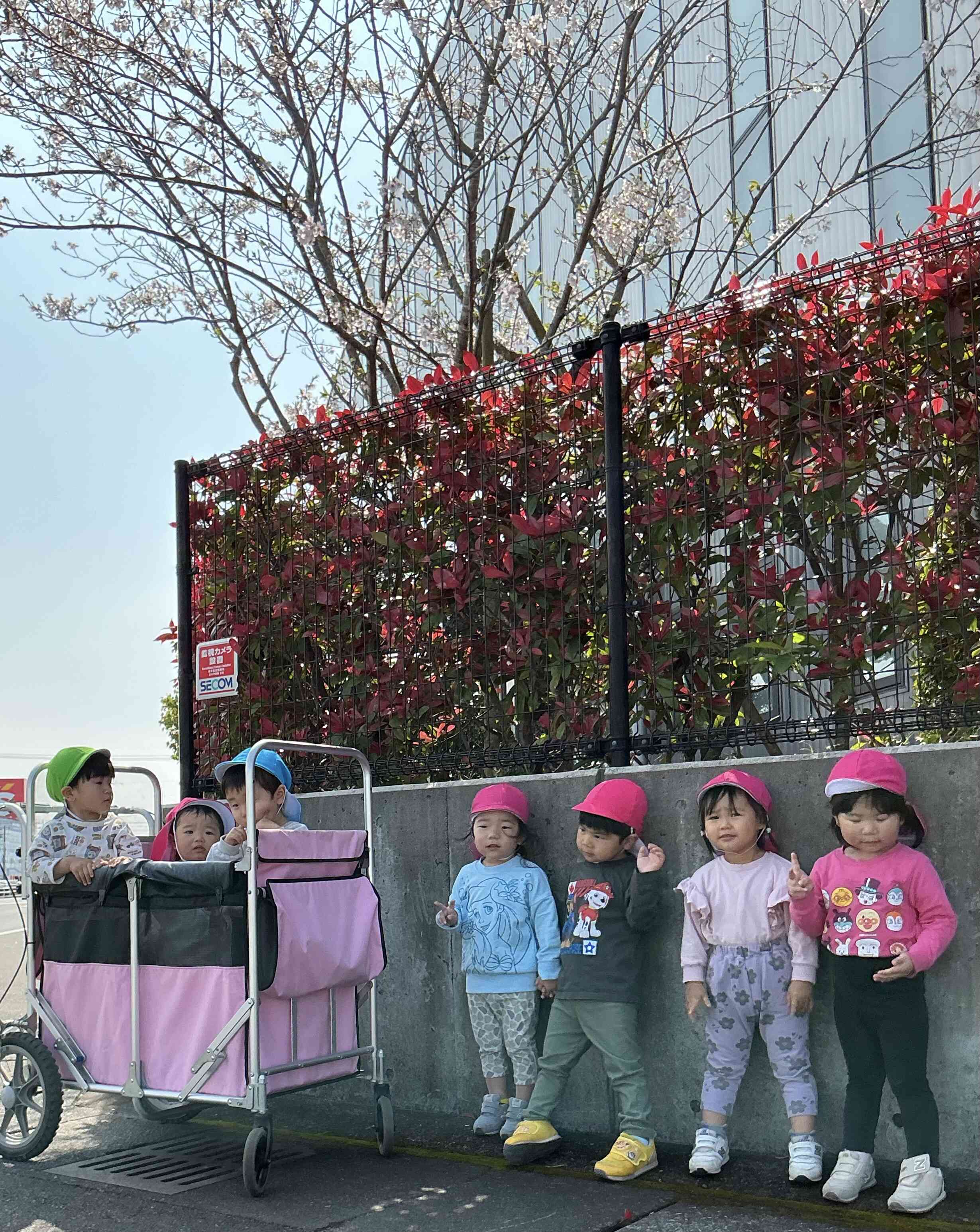 桜も咲いてたよー！！