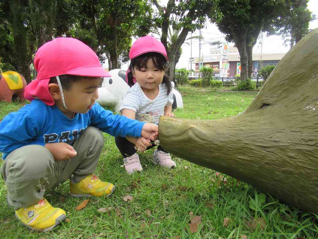 大きな木に、なにか発見があった様です!