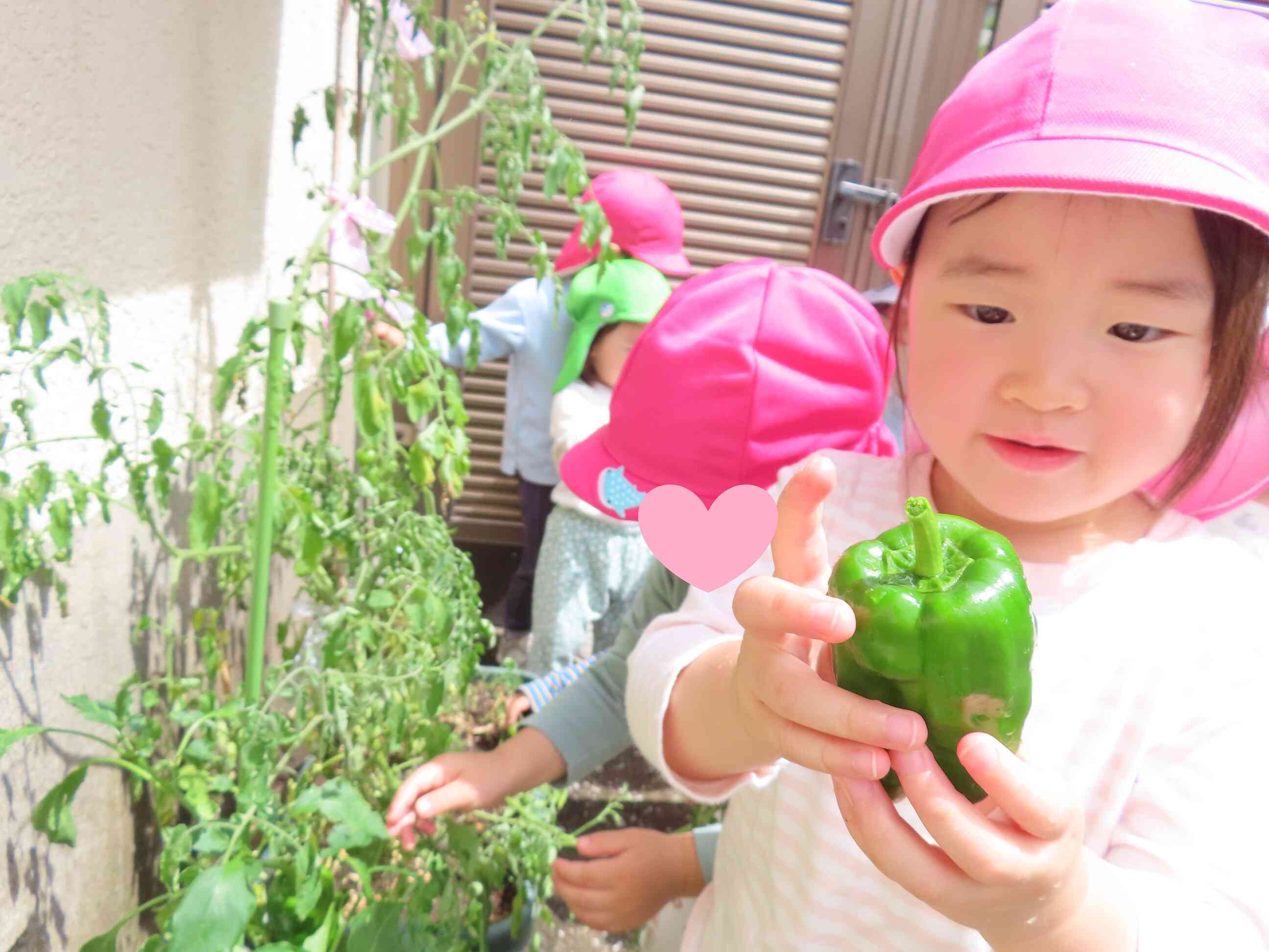 夏先取り！！立派なピーマンです。