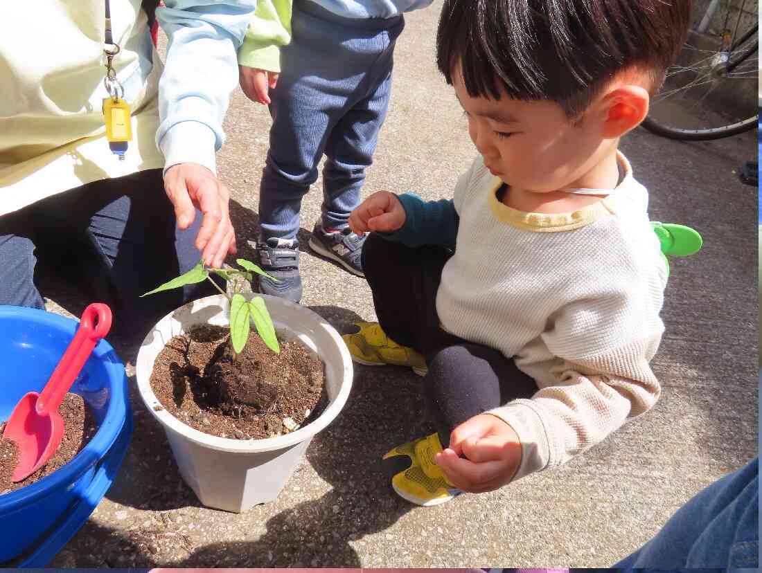 苗植え(続編)うさぎ組