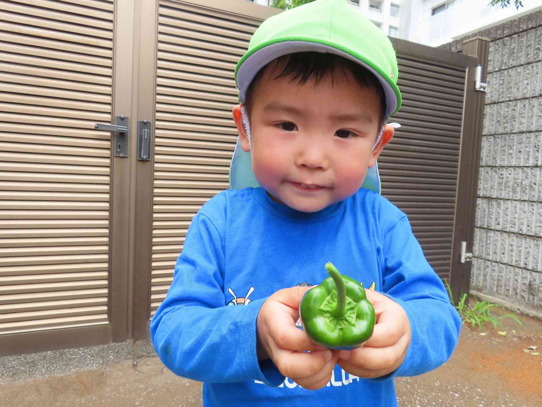ピーマンとトマトの収穫(^^)/