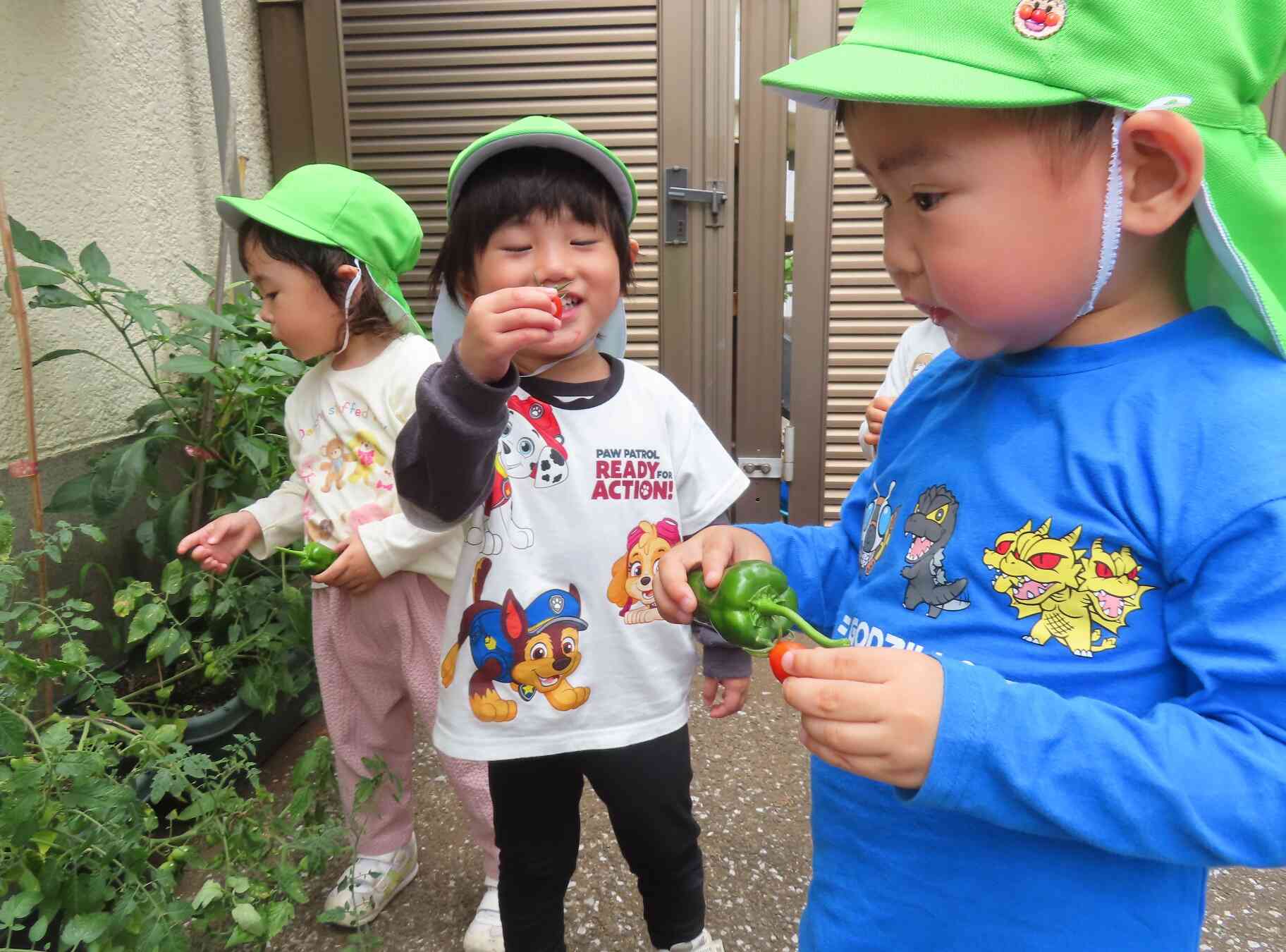 ミニトマトも収穫したよ。