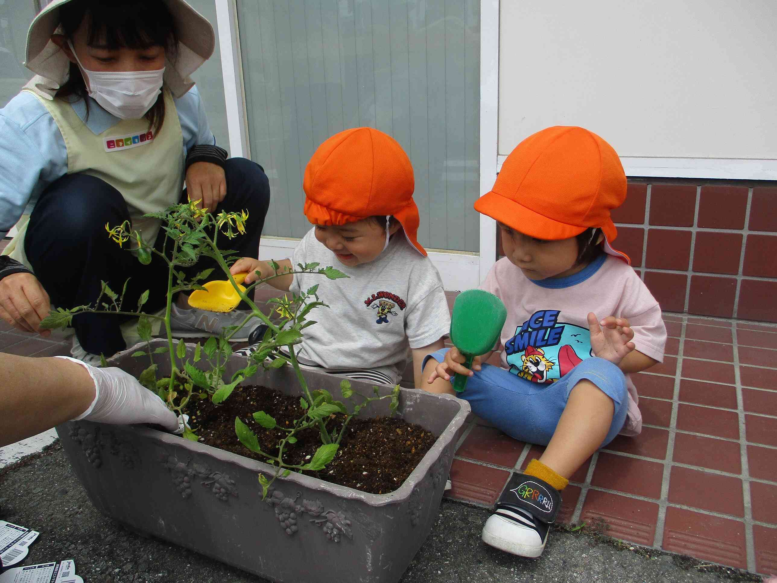 5月　食育活動「野菜の苗植え」