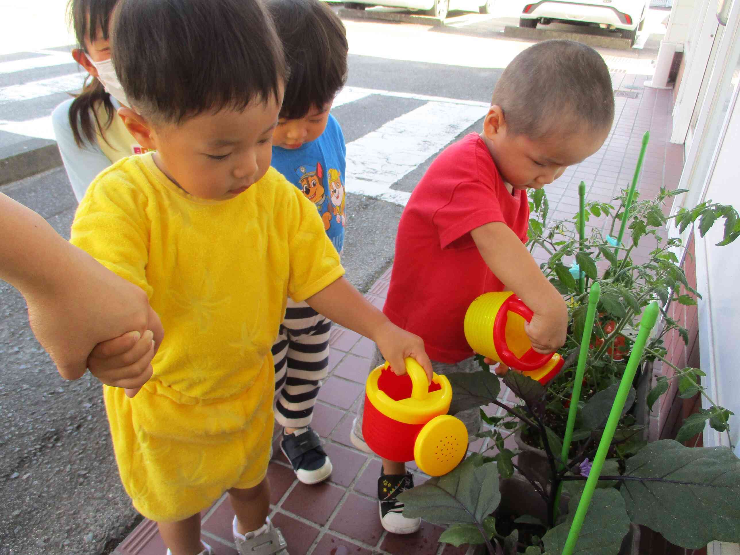 食育で植えたナスやミニトマトやピーマンにお水をあげましょう。