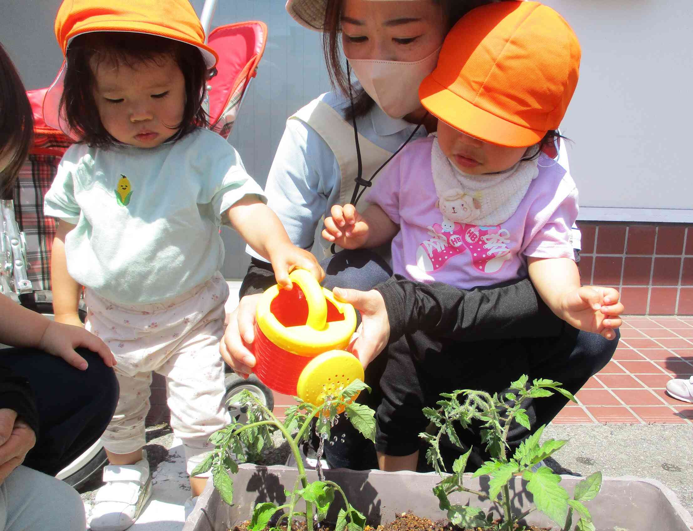苗を植えたら、お水をあげましょう