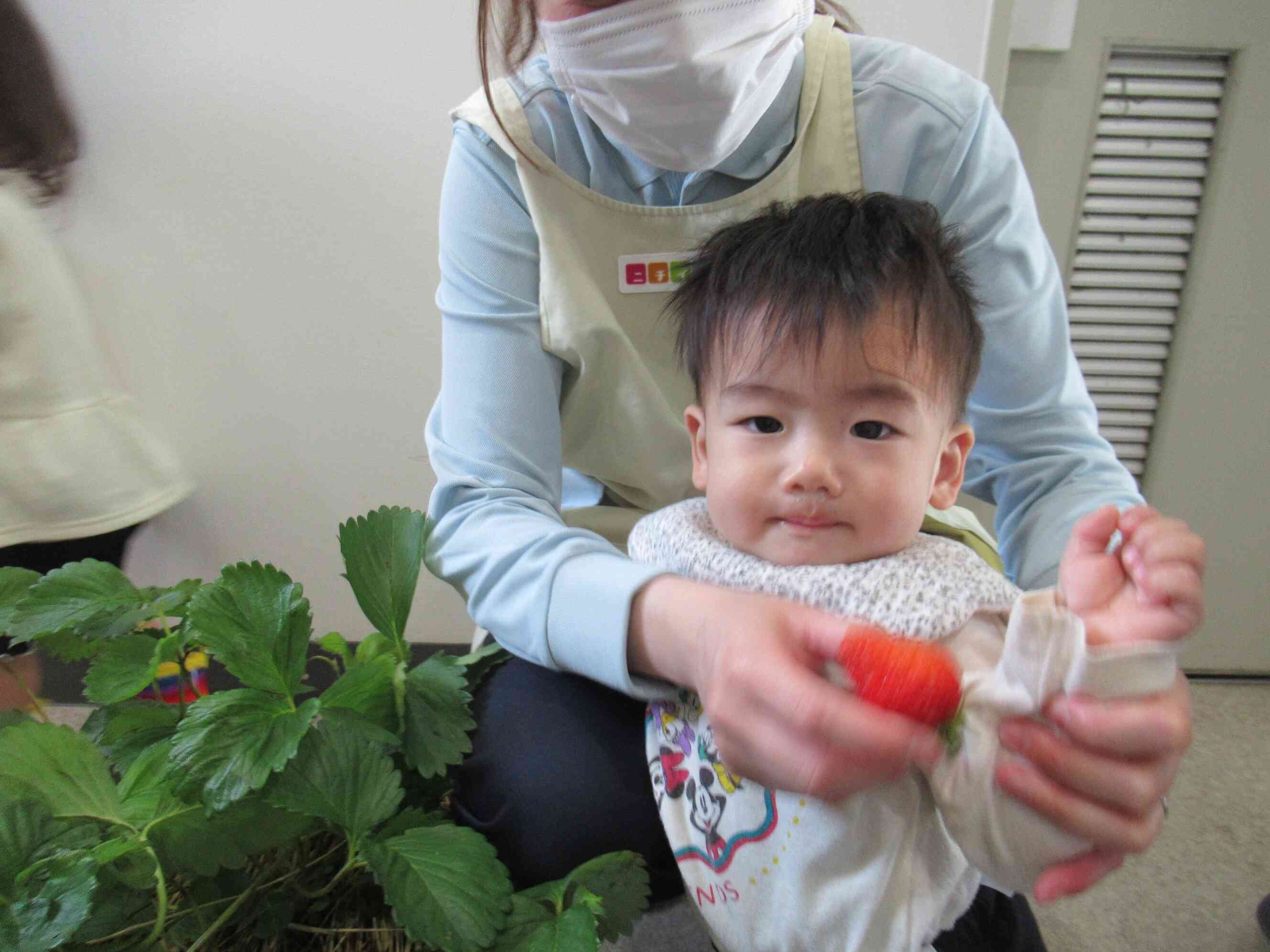 大きなイチゴが採れたよ。