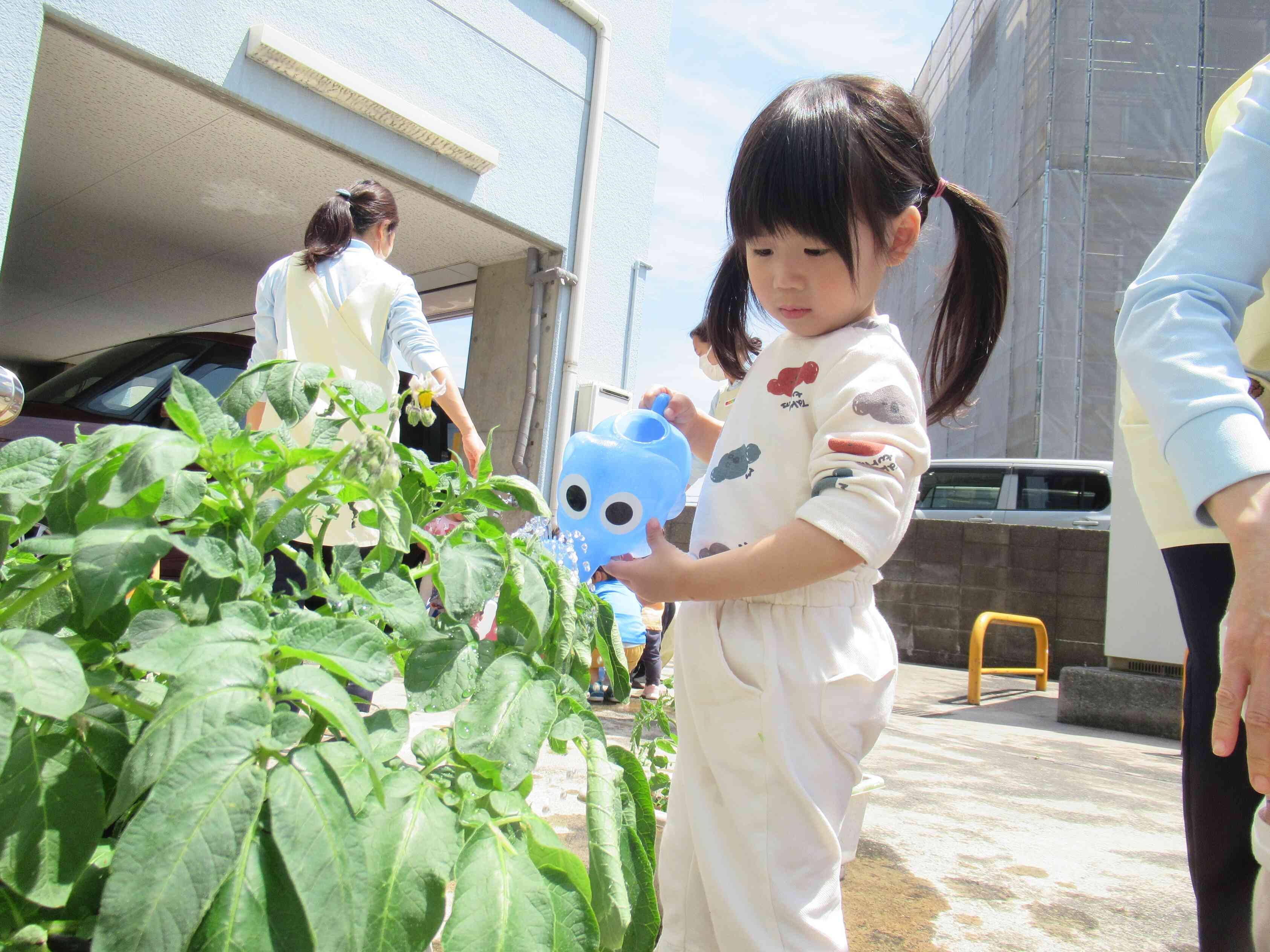 保育園でじゃがいもや夏野菜の栽培をしています。「お水あげるね」「おおきくなあ～れ！」収穫が楽しみだね。