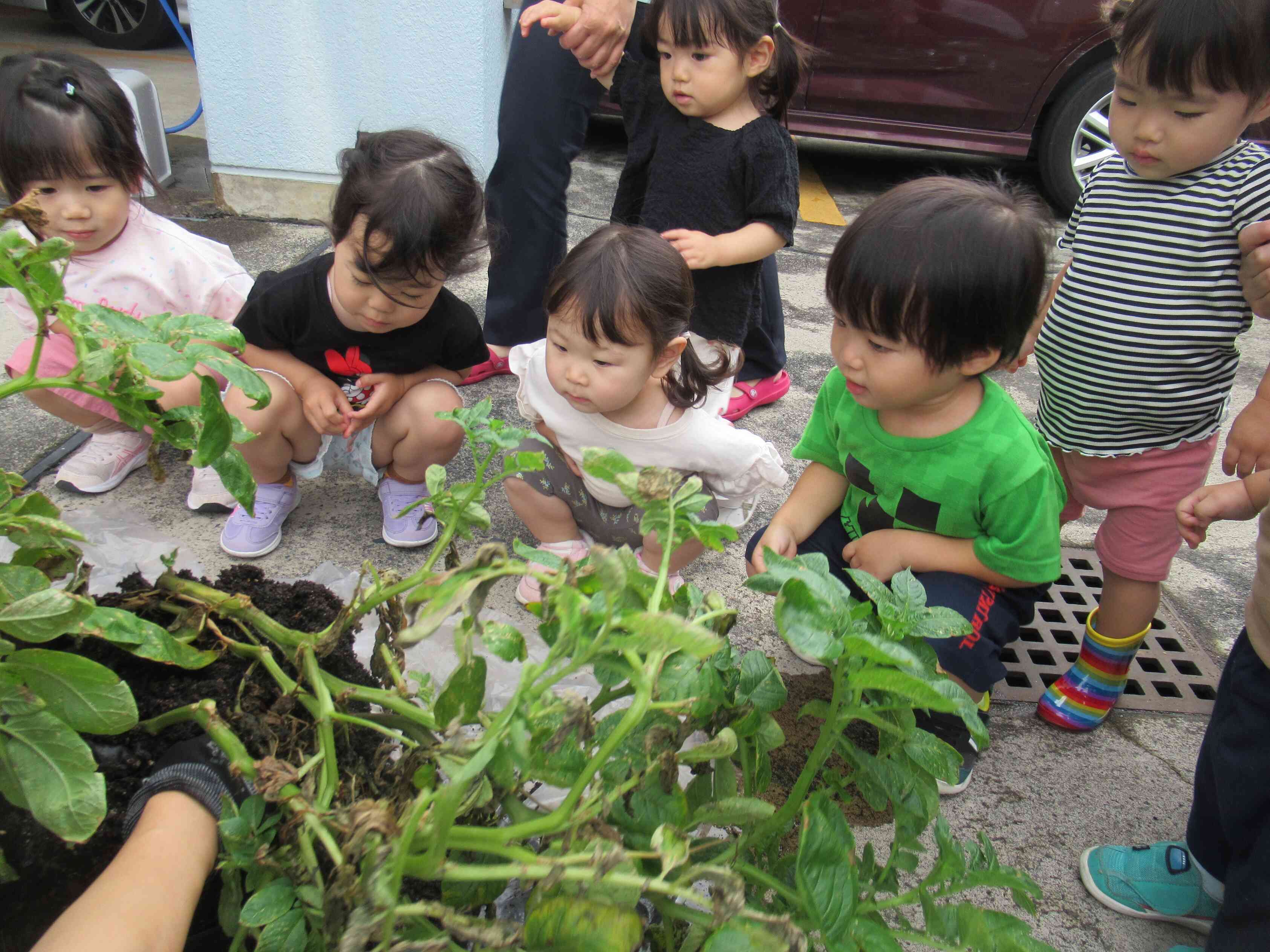 保育園で育てていた”じゃがいも”を収穫しました。　おいも、どこに隠れているのかな？　どんなおいもができたかな？