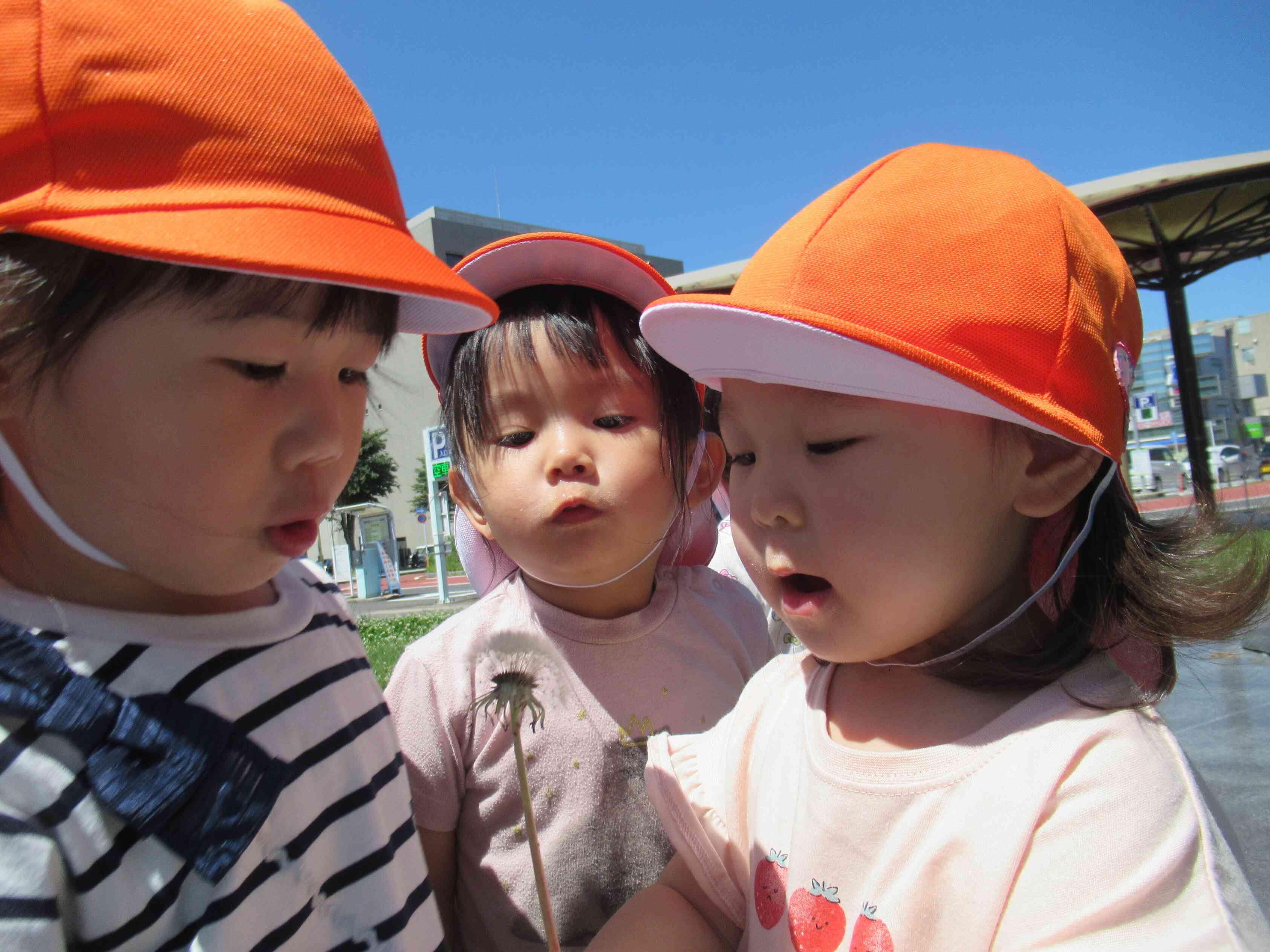 たんぽぽの綿毛を見つけたよ。「ふ～ってしてみよう！」