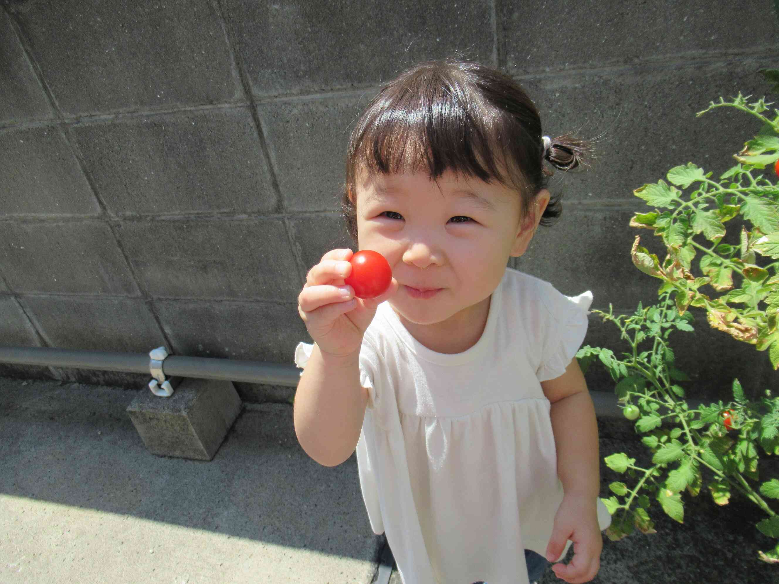 みてみて！真っ赤なトマトが採れたよ！