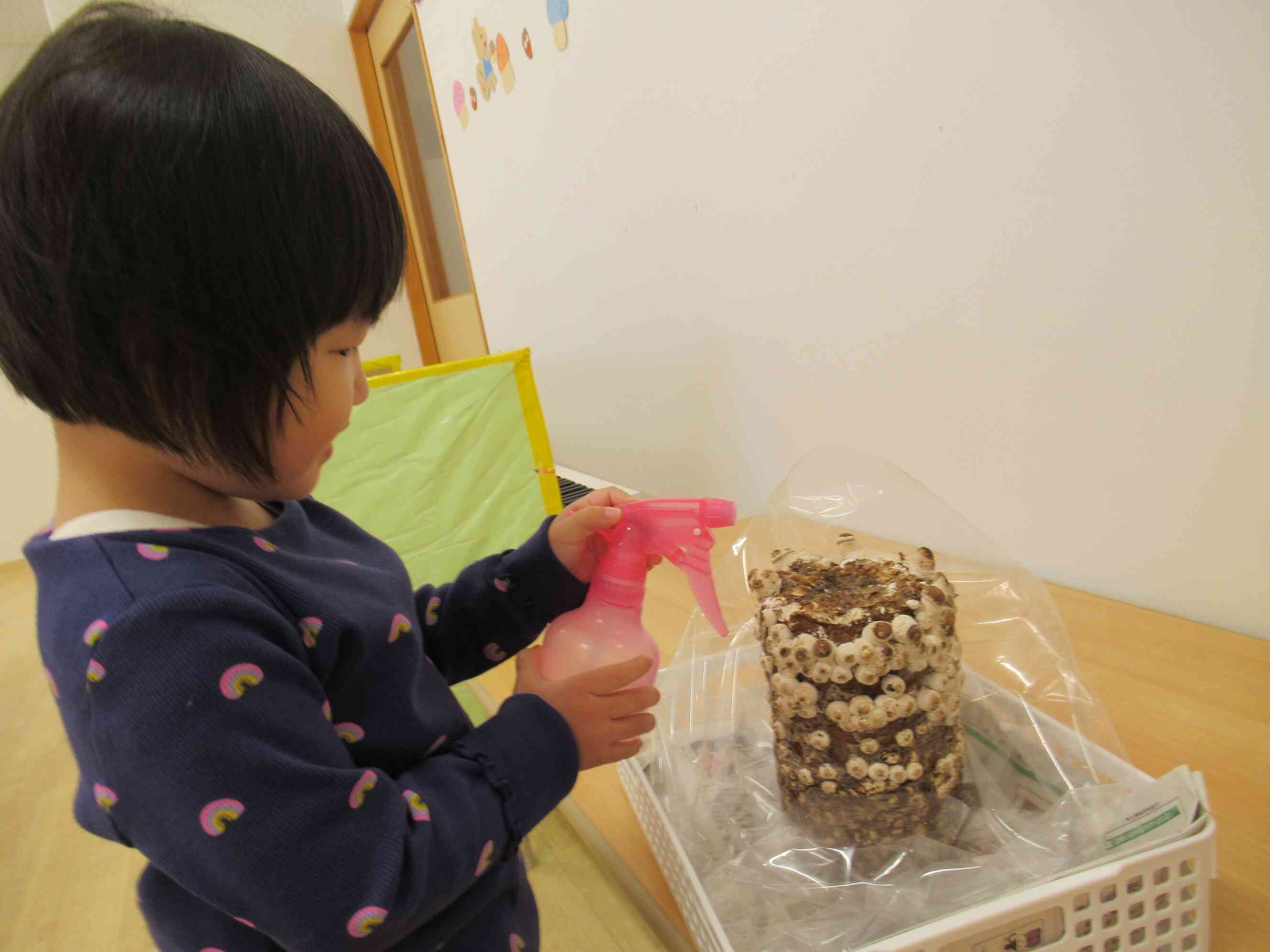 きのこの栽培にも挑戦です。毎日水やりをして観察を楽しみます「おおきくな～れ」と霧吹きでの水やりが日課です。