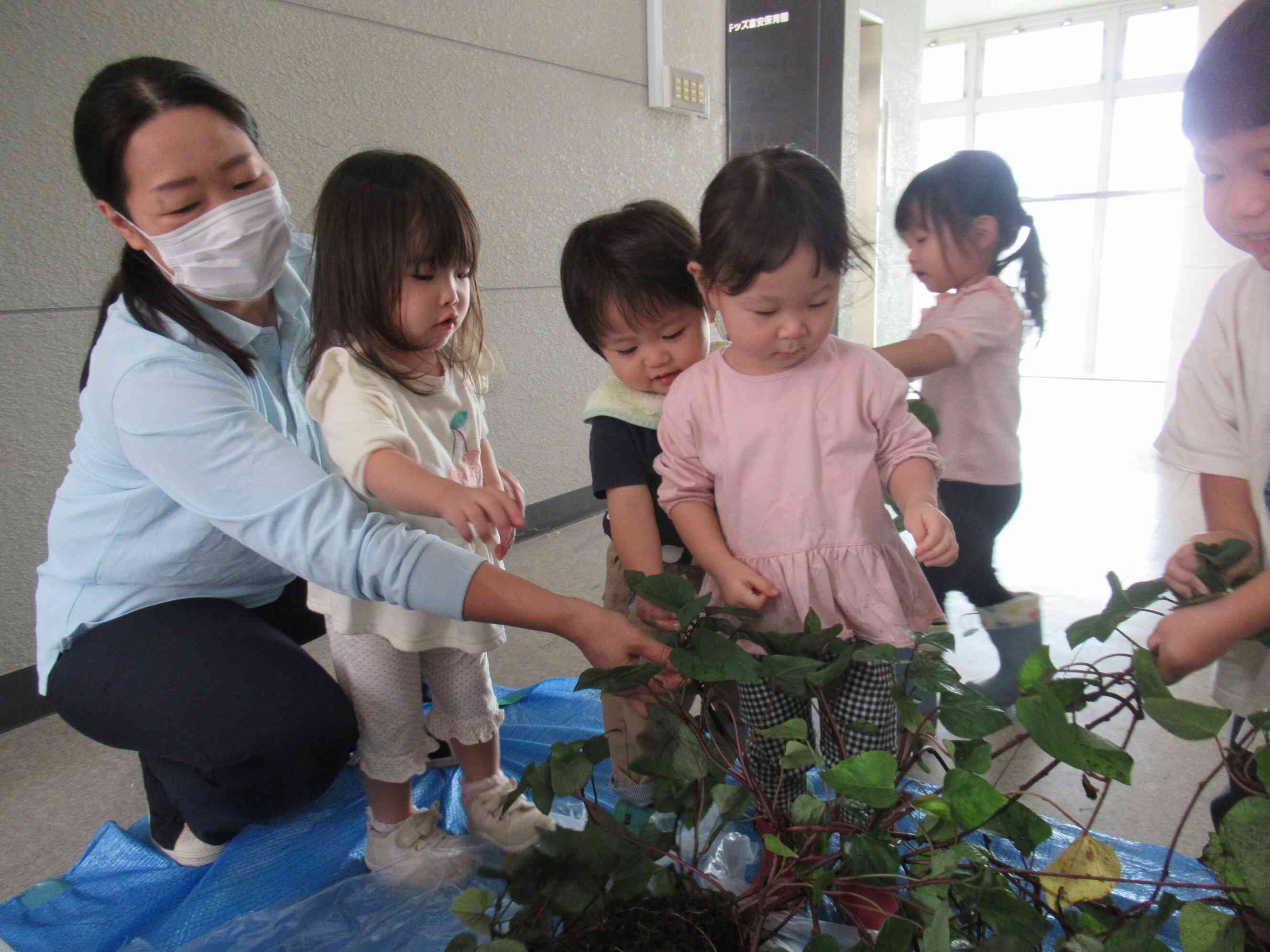 うんとこしょ!どっこいしょ!みんなで一緒に力を合わせてお芋のつるを引っ張ったよ!