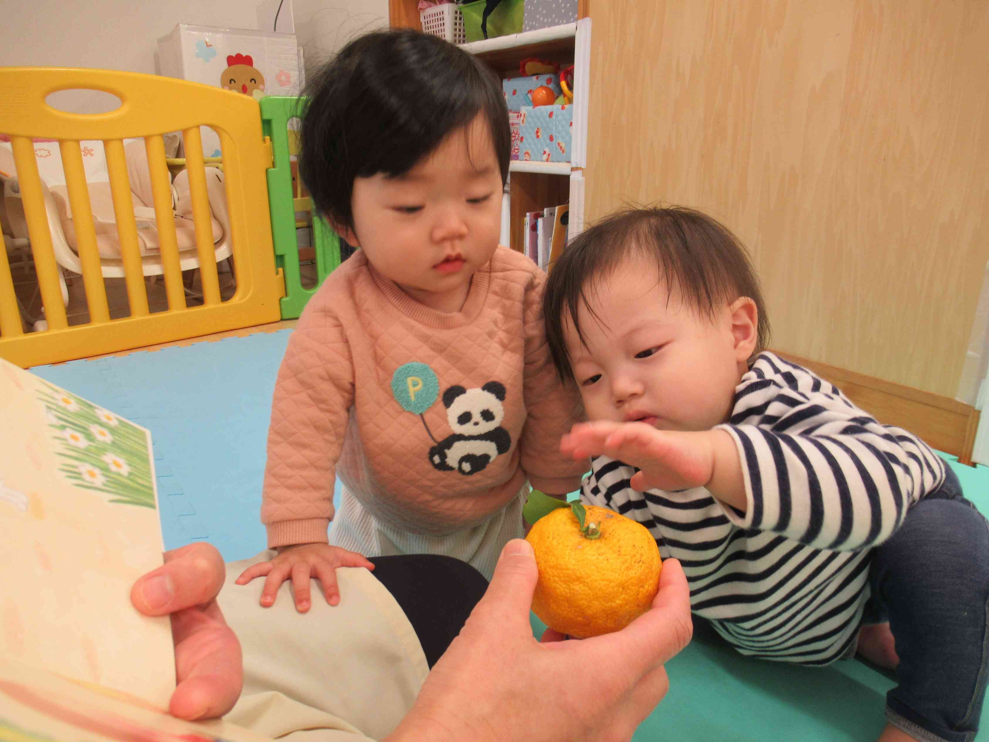 これなあに？さわってみよう…”柚子”に興味津々のひよこ組のお友だちです。