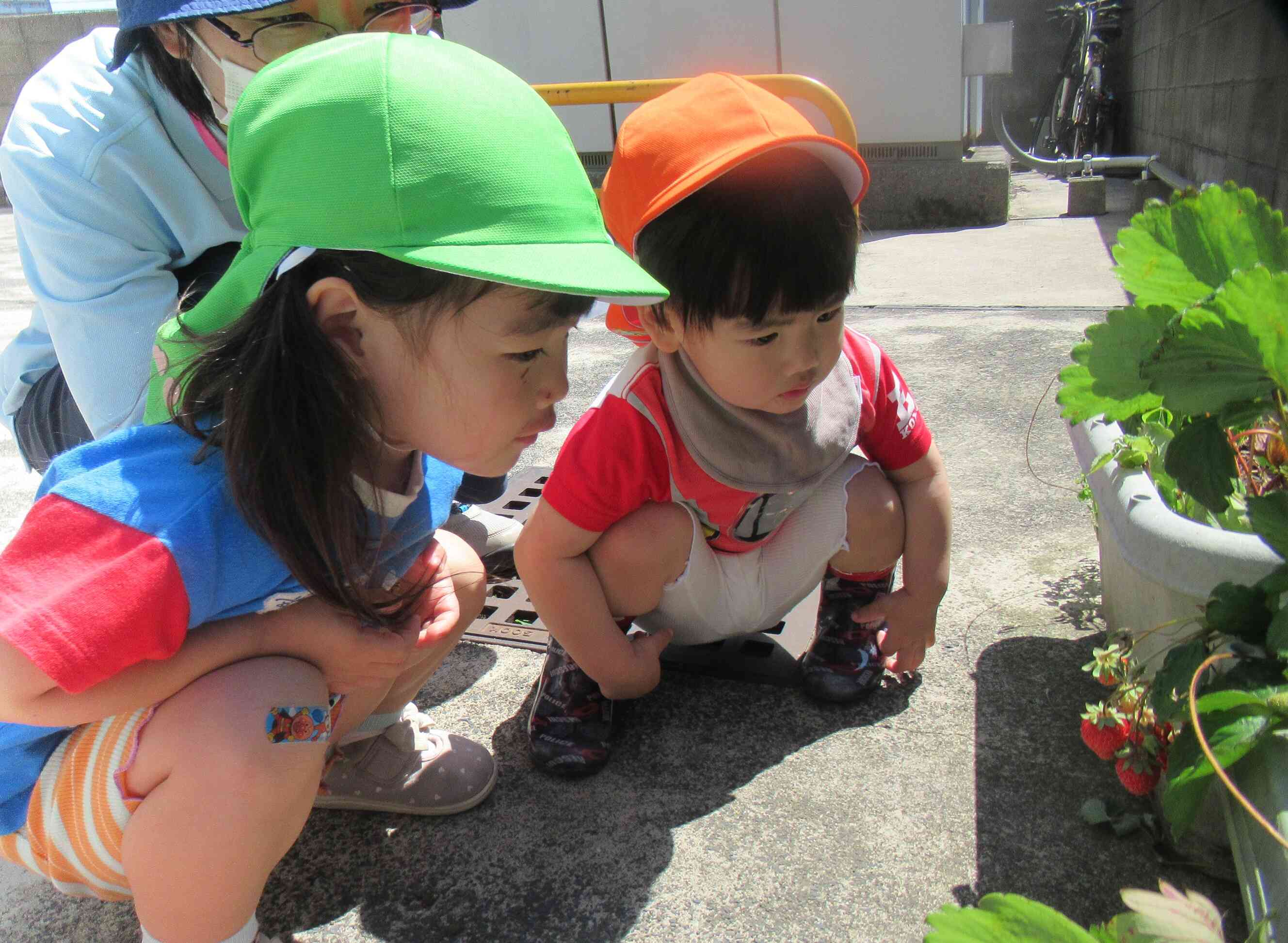 ~野菜の苗植えやイチゴの収穫をしたよ～
