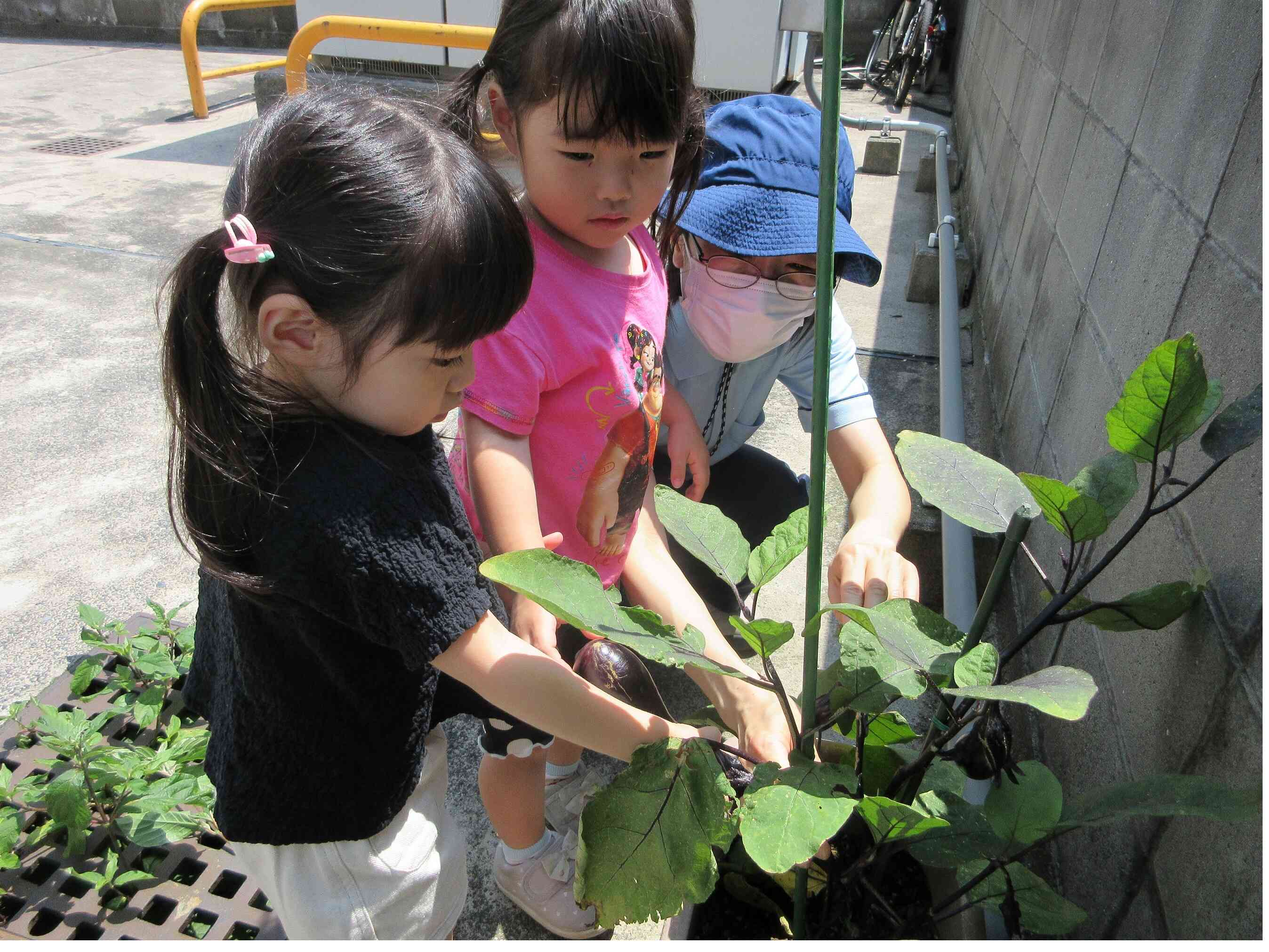 保育園で育てている夏野菜が収穫の時期を迎えています。大きなナスができているよ。