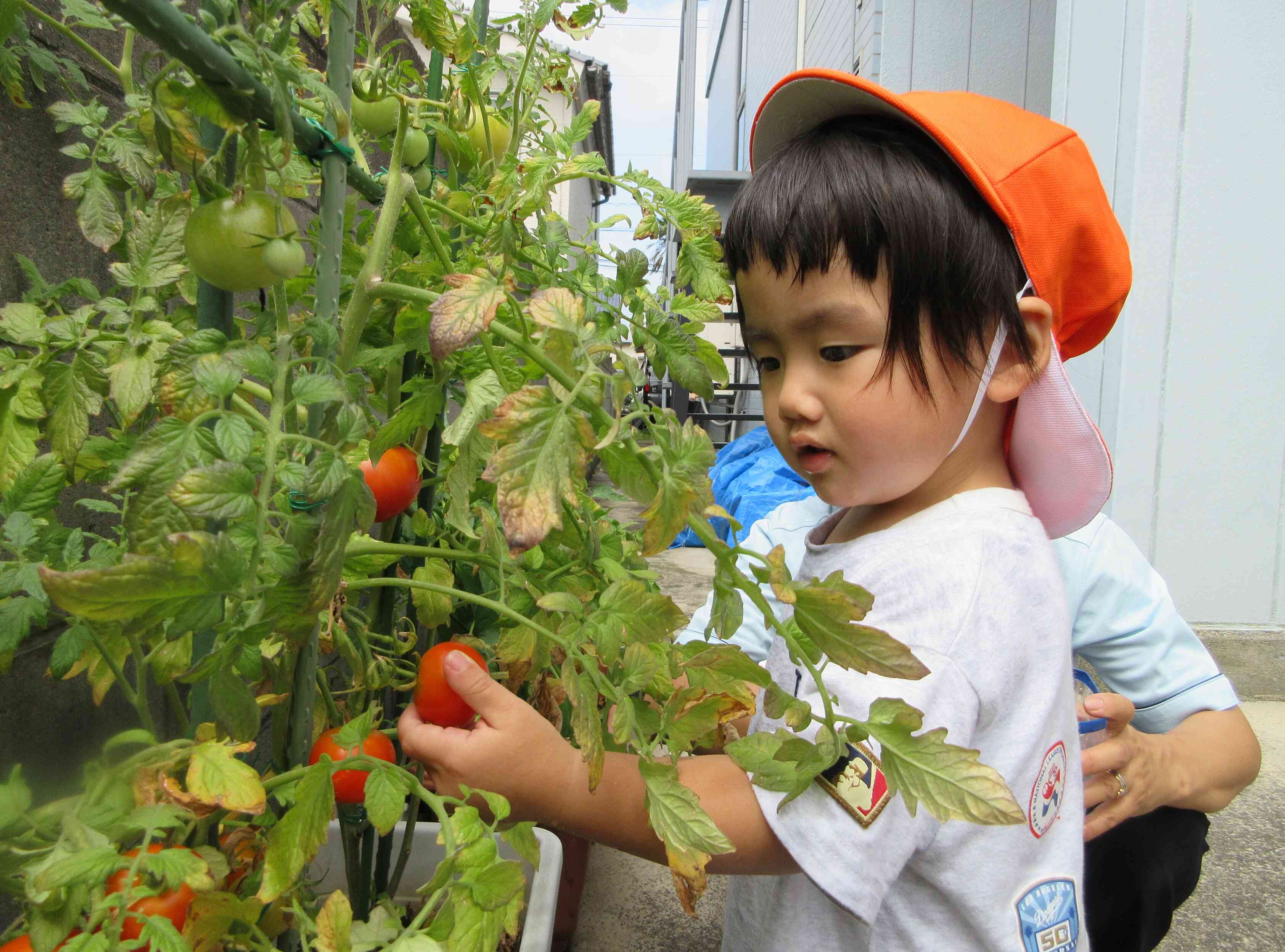 真っ赤なトマトがたくさんできましたよ! 収穫した野菜は給食でおいしくいただいています。