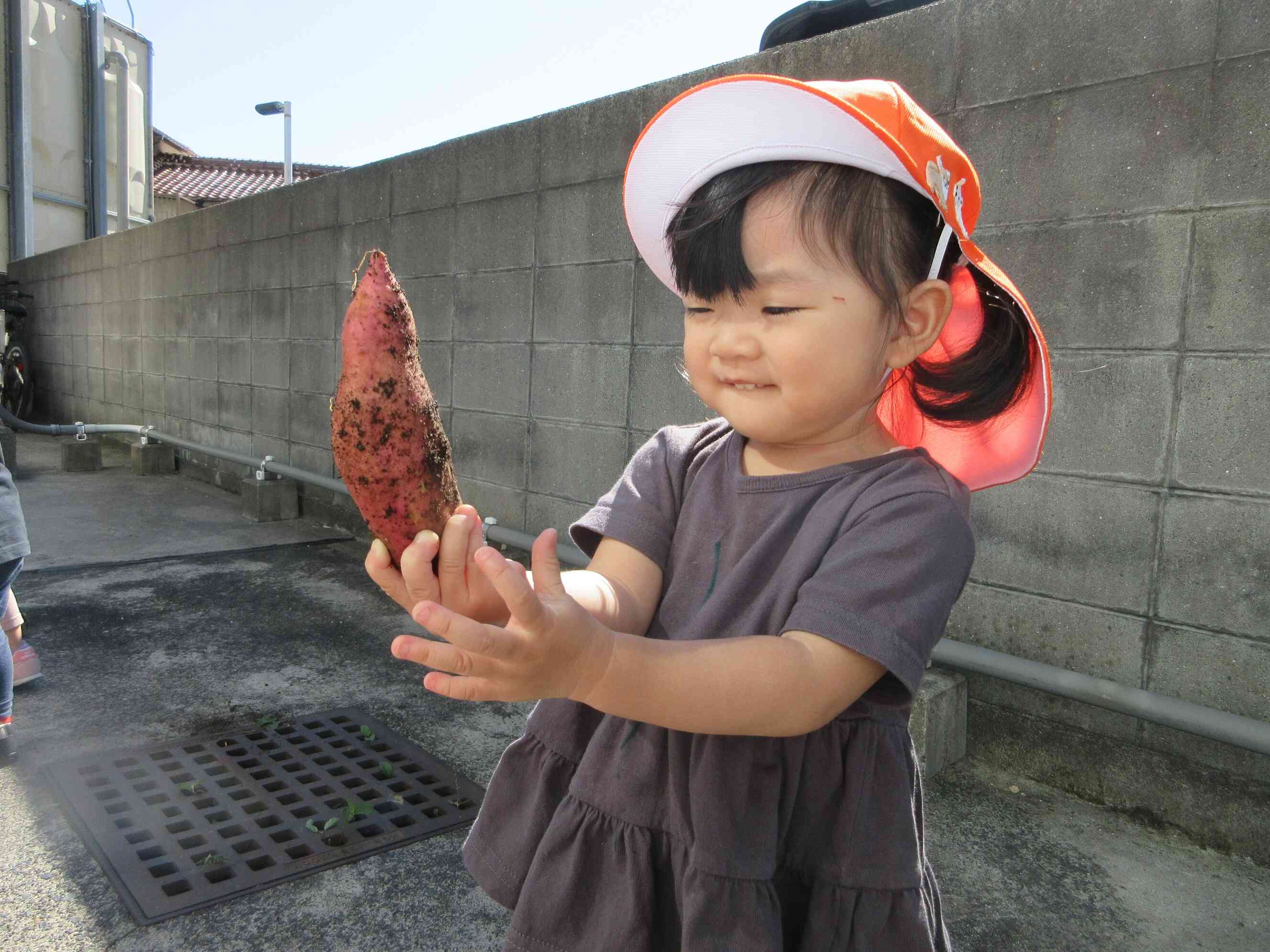 10月の食育指導でいもほりをしたよ！