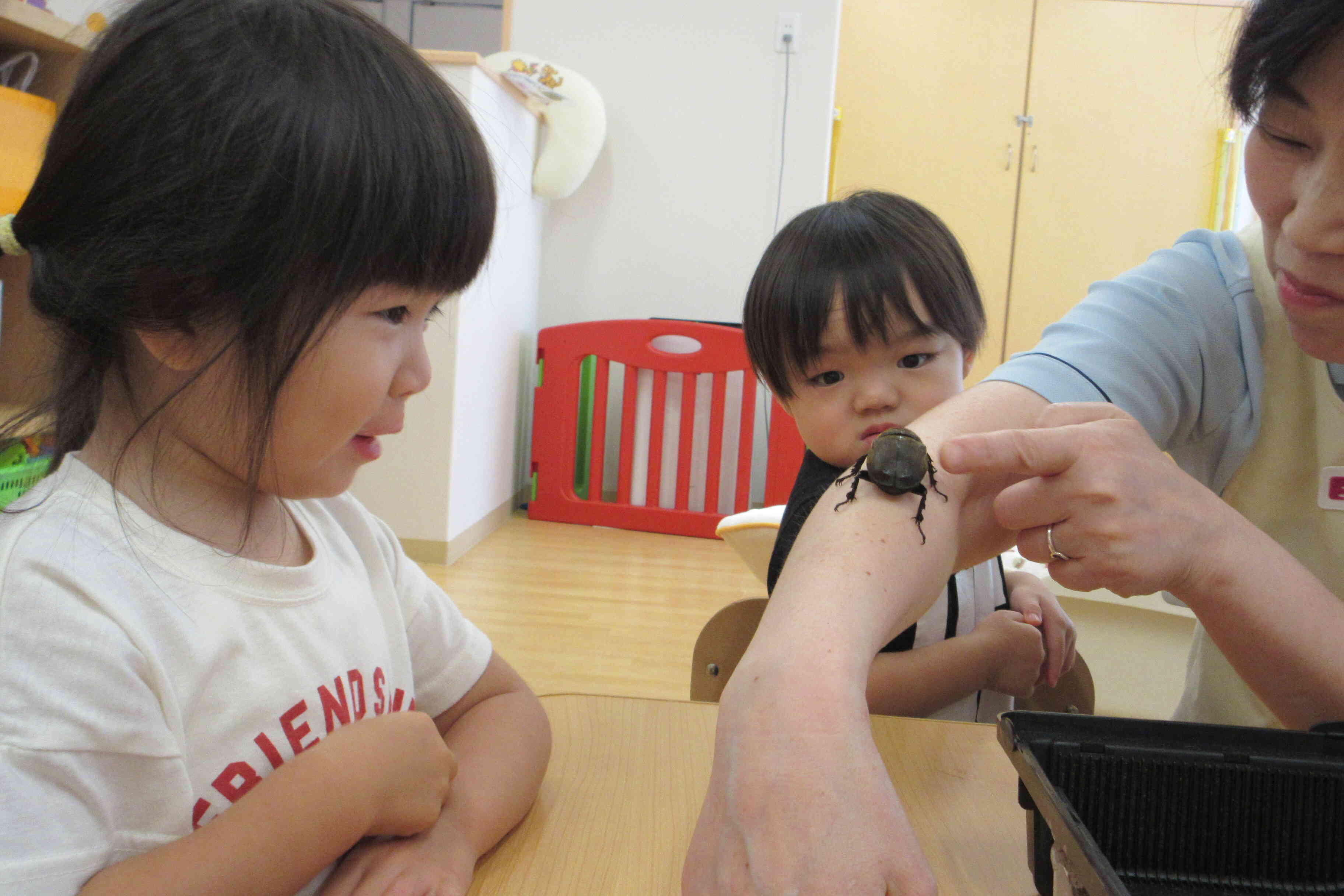 幼虫からカブトムシに変身したよ