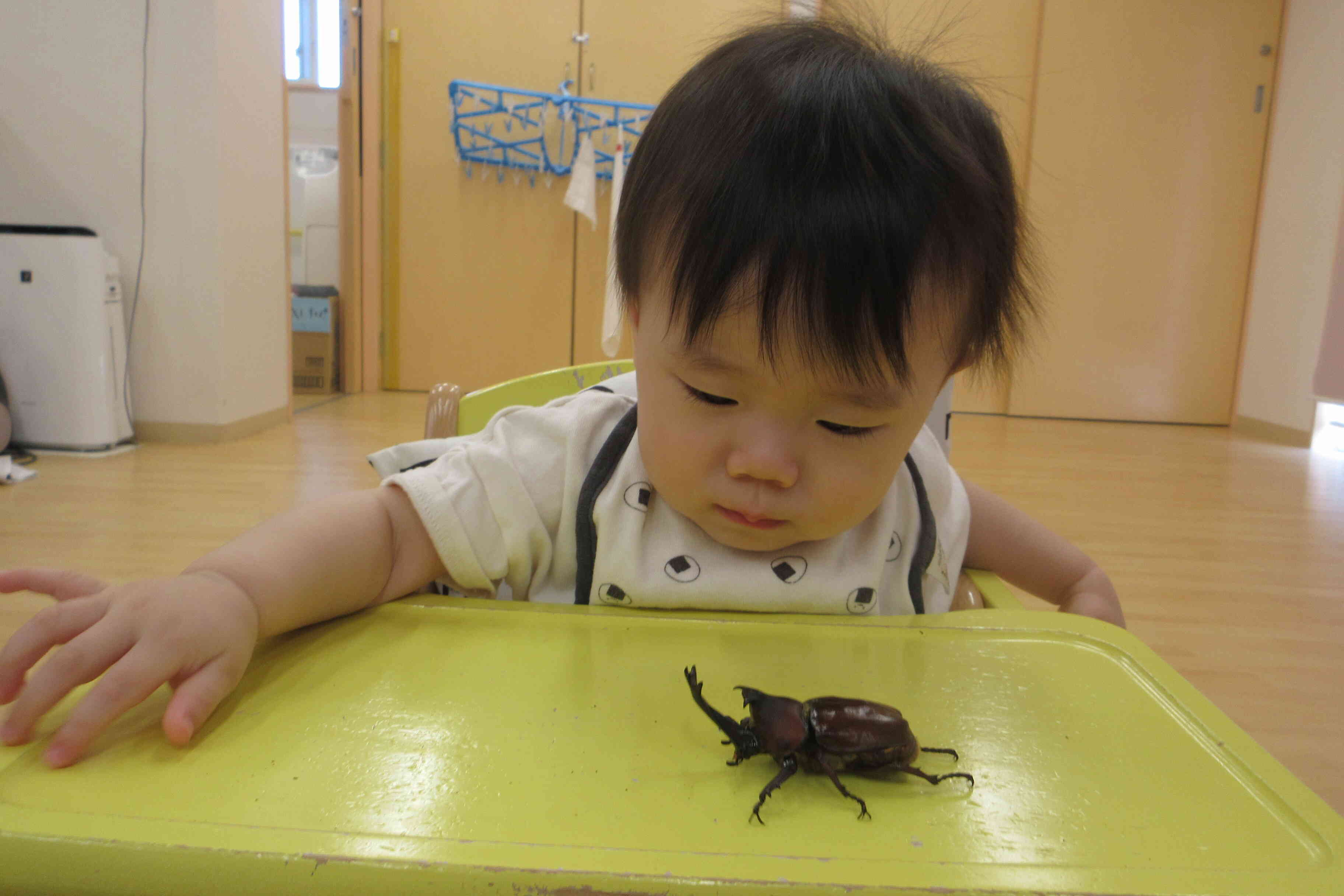 はじめてのカブトムシ