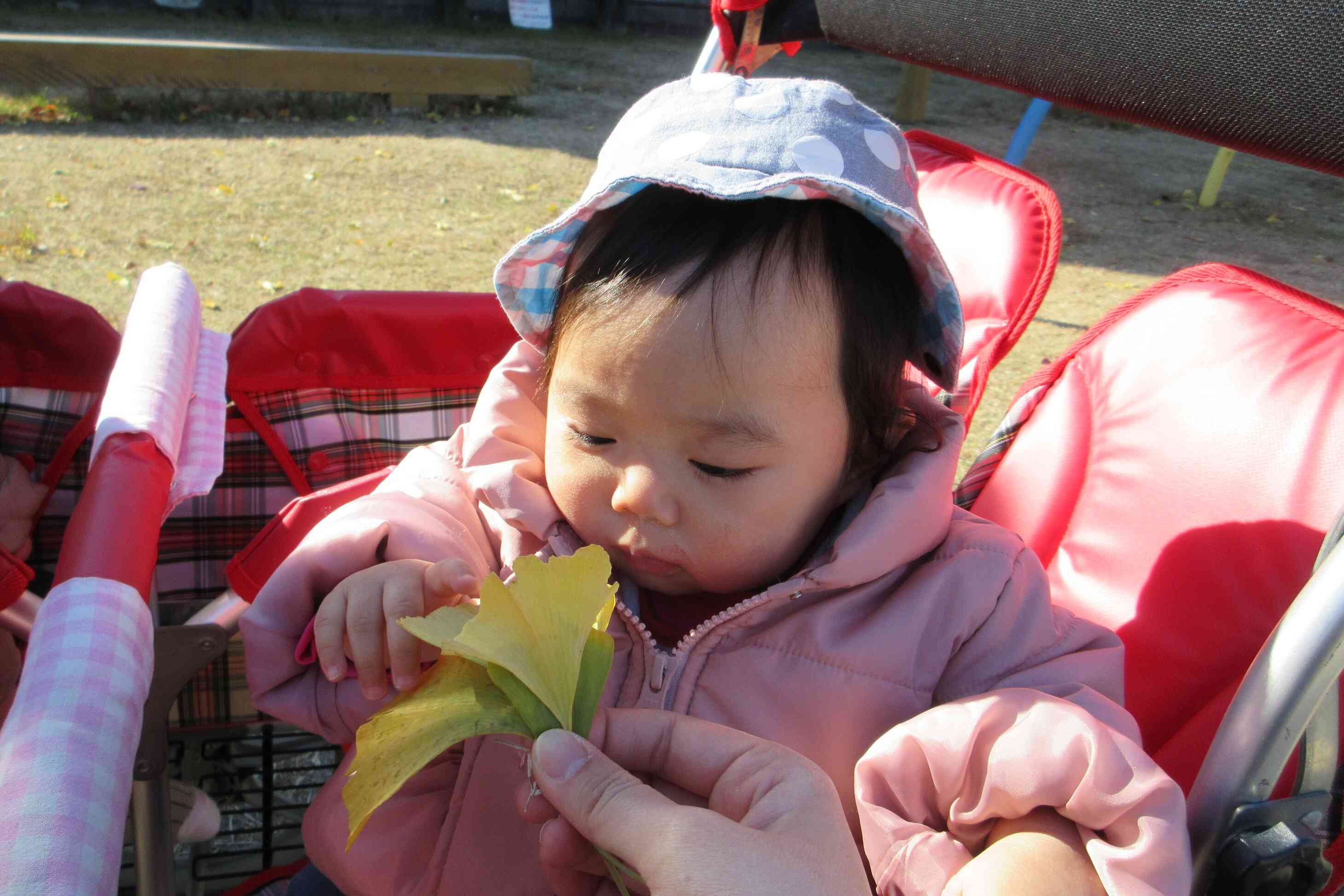 落ち葉発見！！