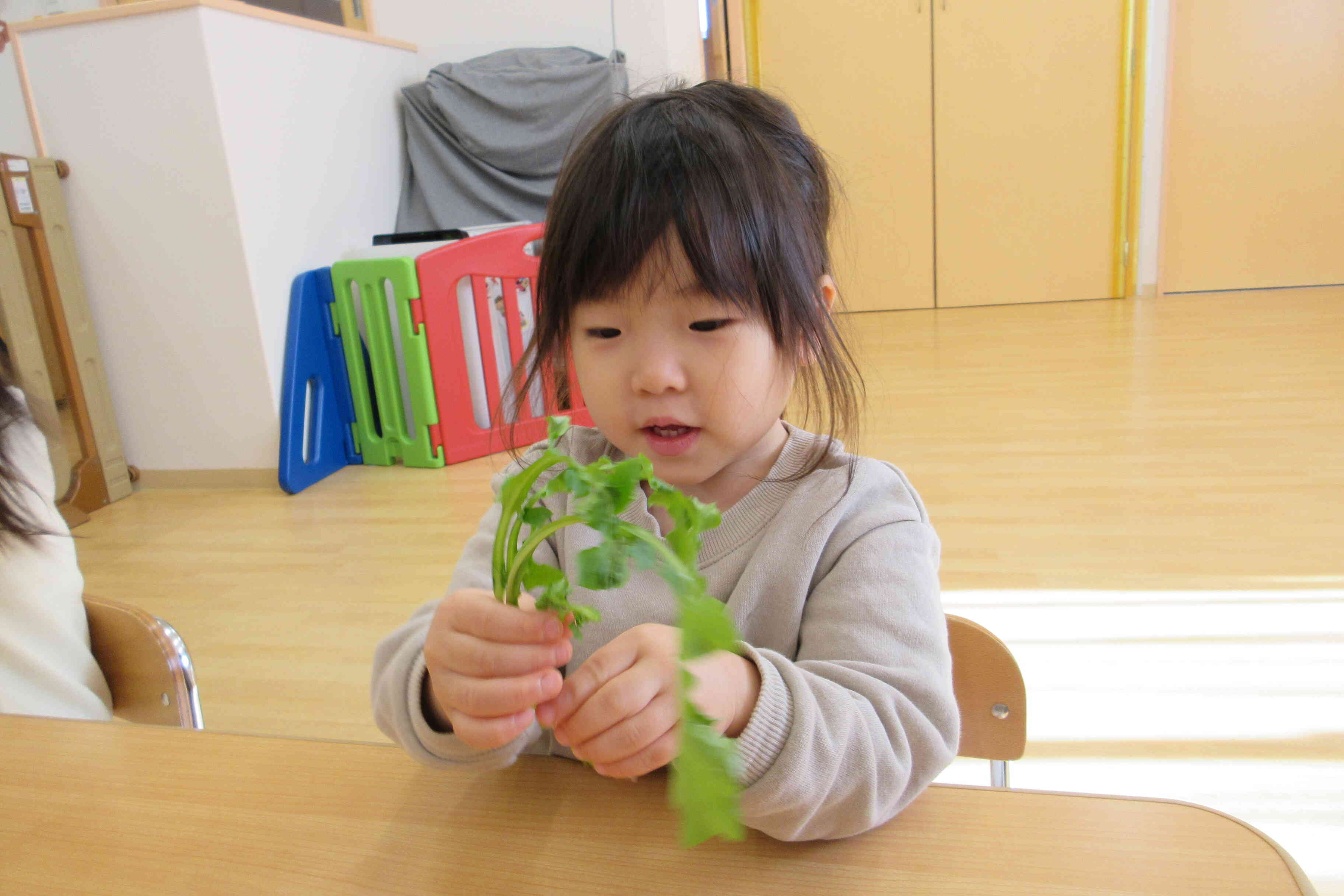 七草も触ったよ！小さい大根もあったね