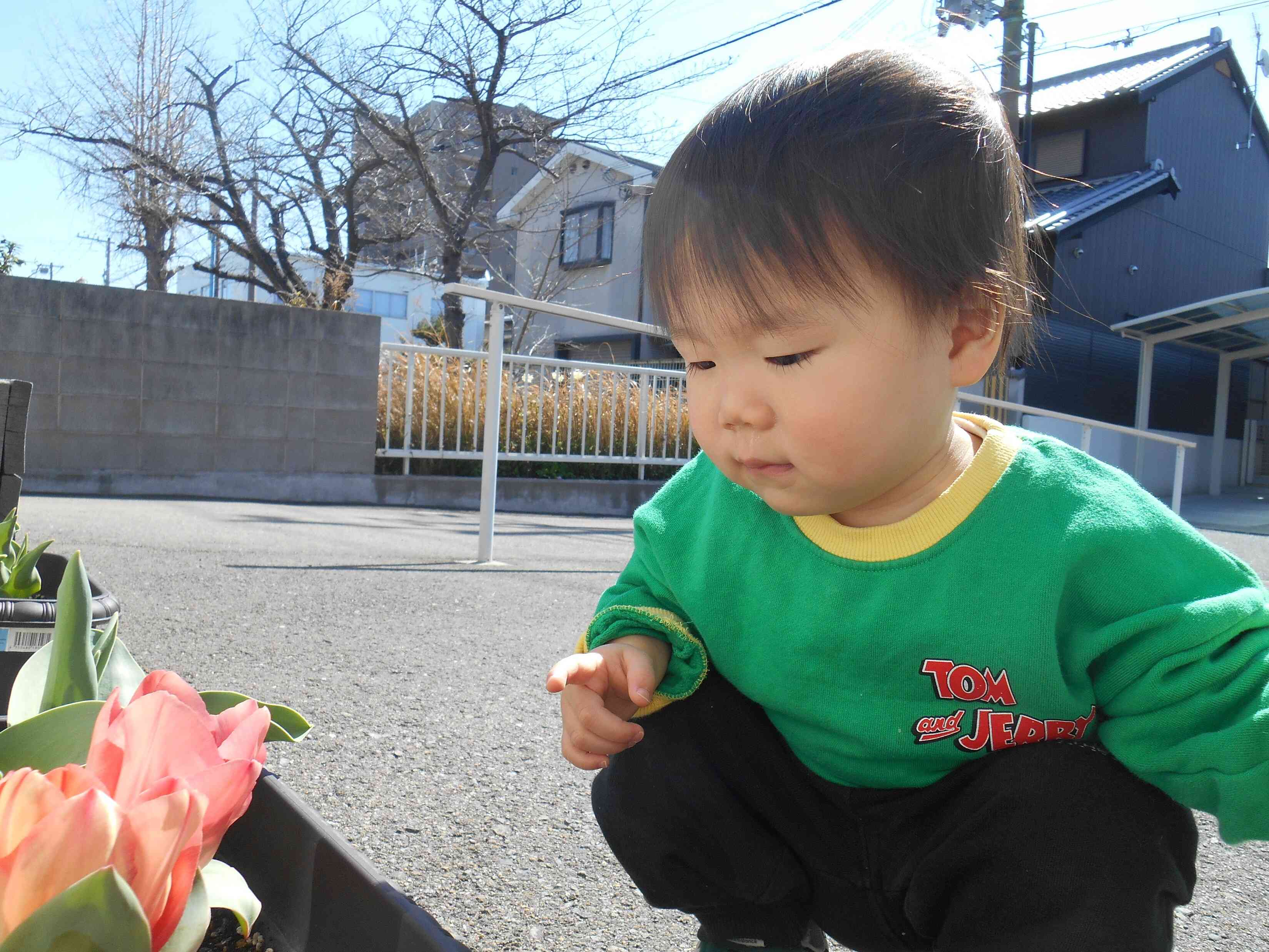 【０歳児：ひよこ組】チューリップ綺麗に咲いてるね