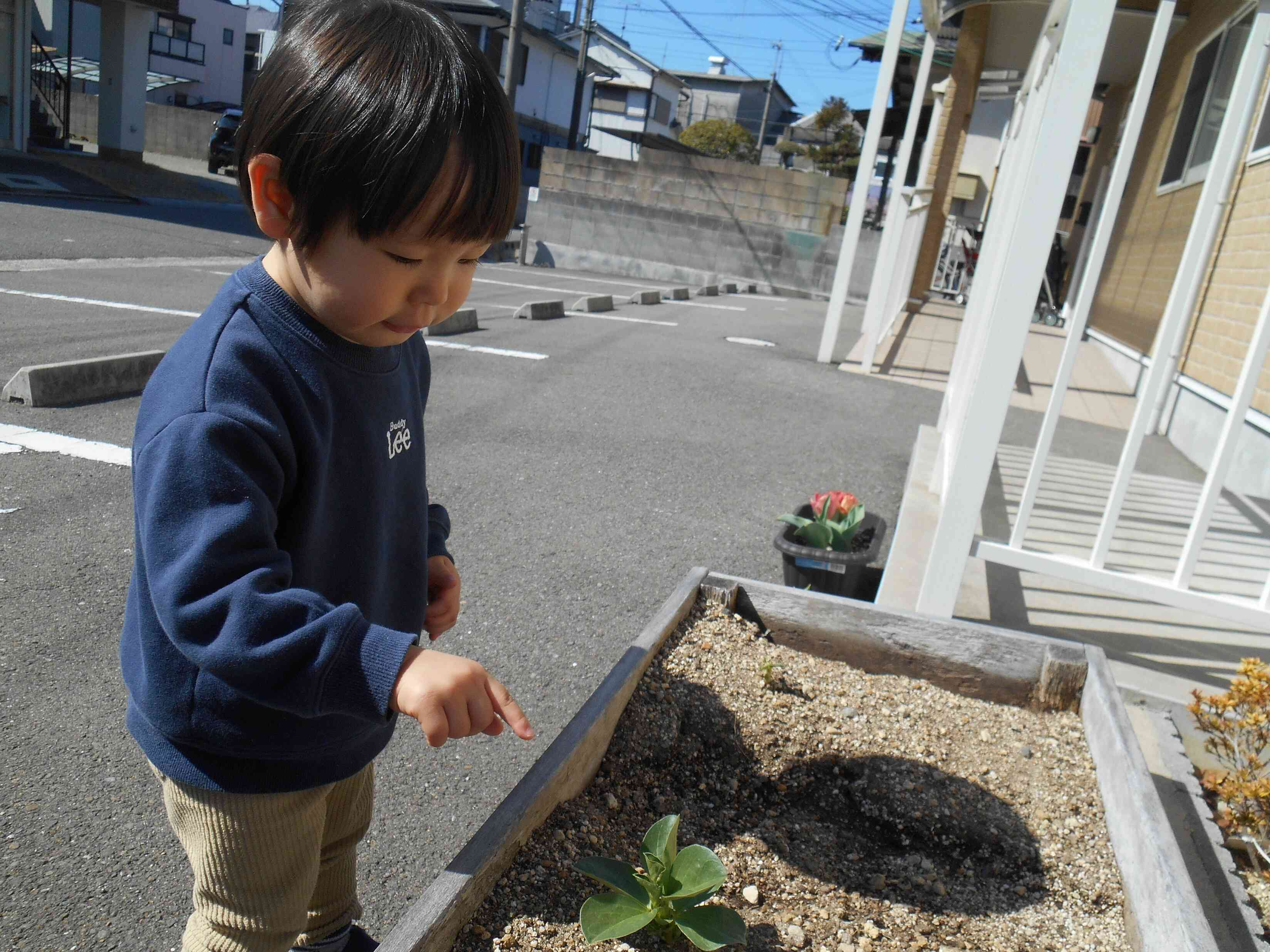 これは何の芽だろう～？