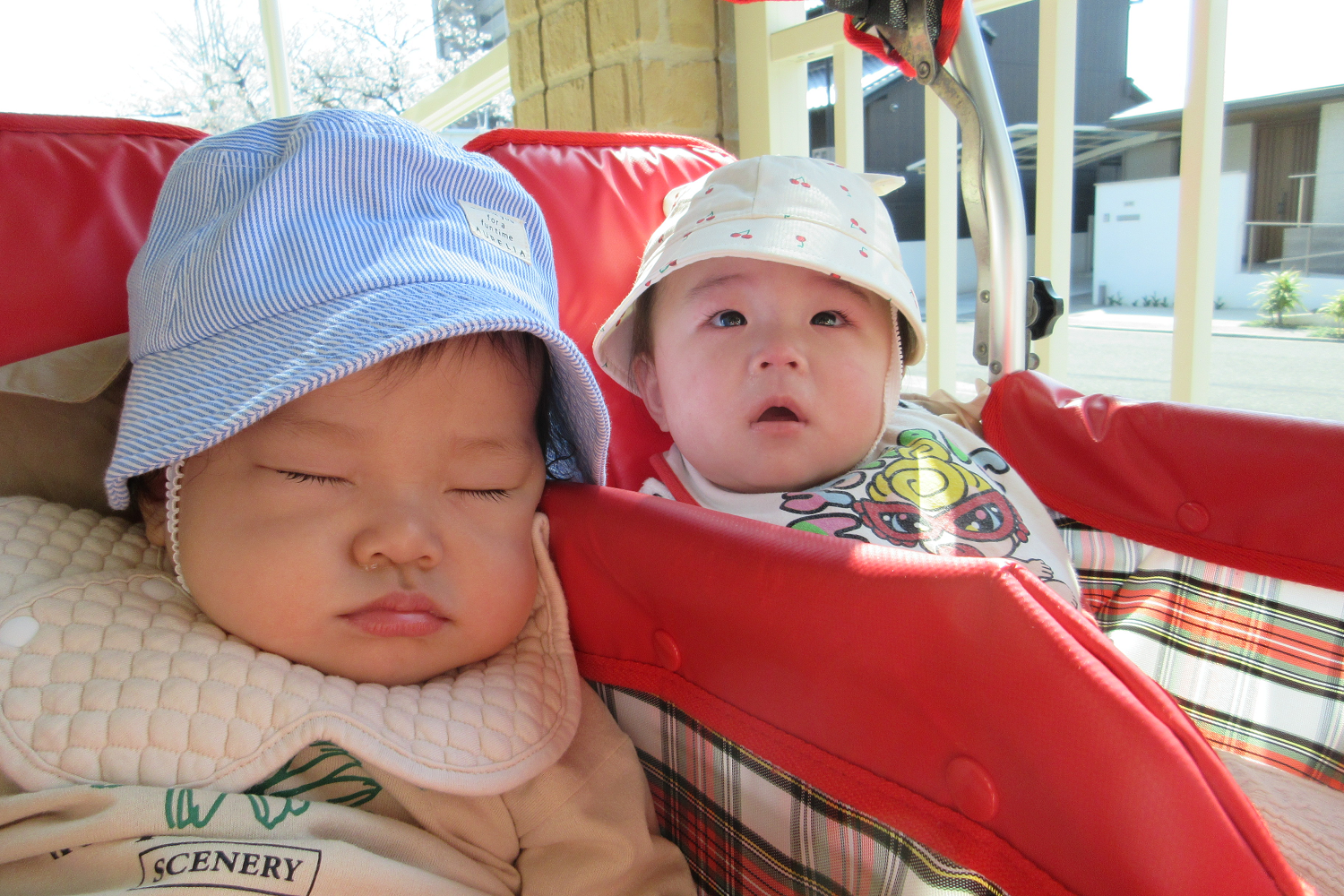 温かい日差しにウトウト