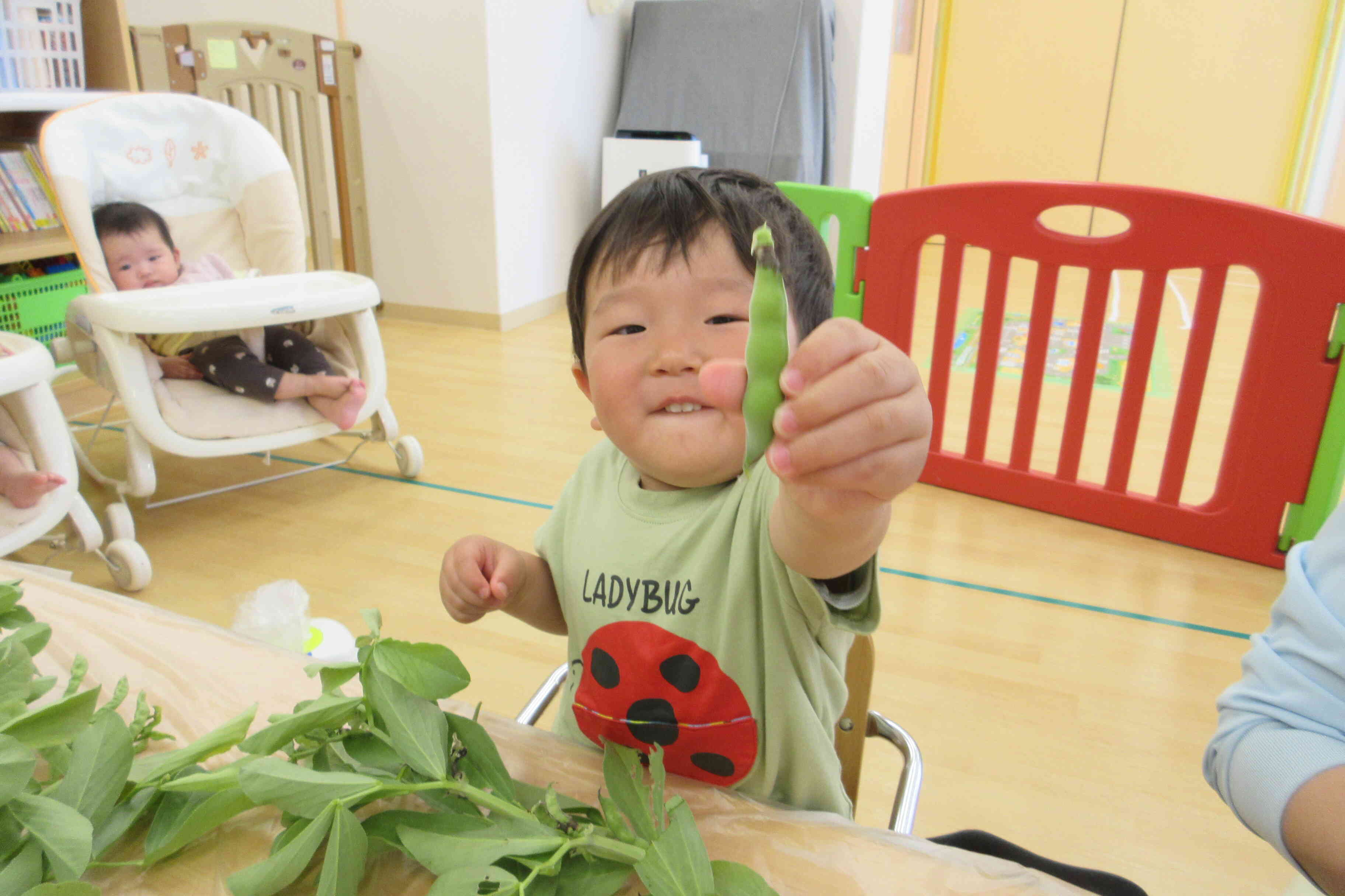 赤ちゃんそら豆もいるよ