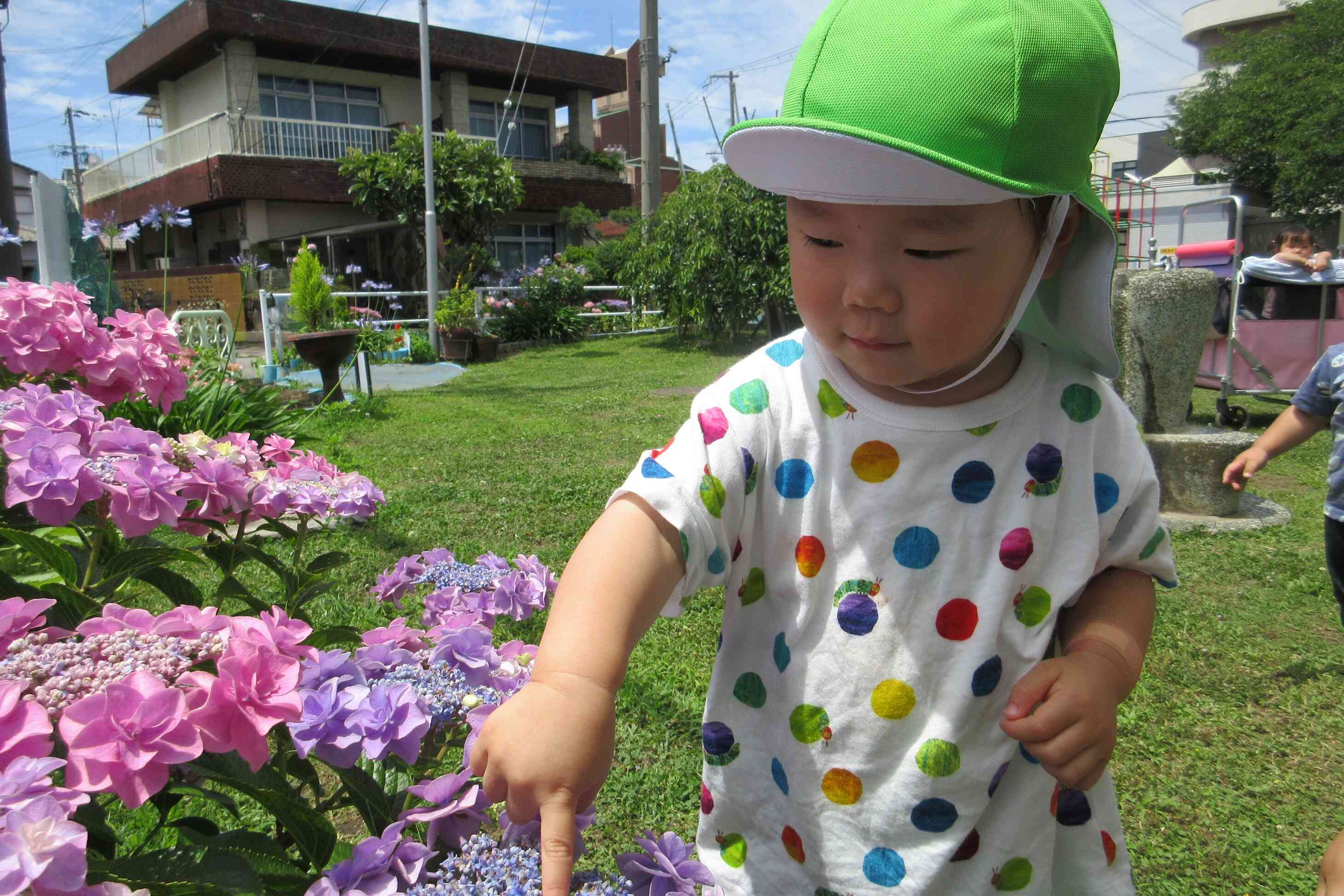紫陽花綺麗だね