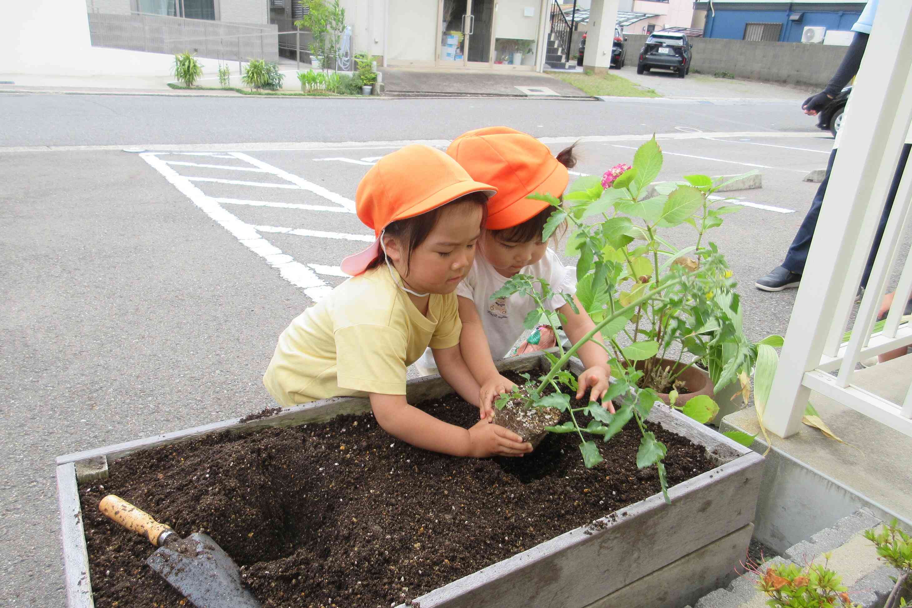 トマトの苗を植えました！