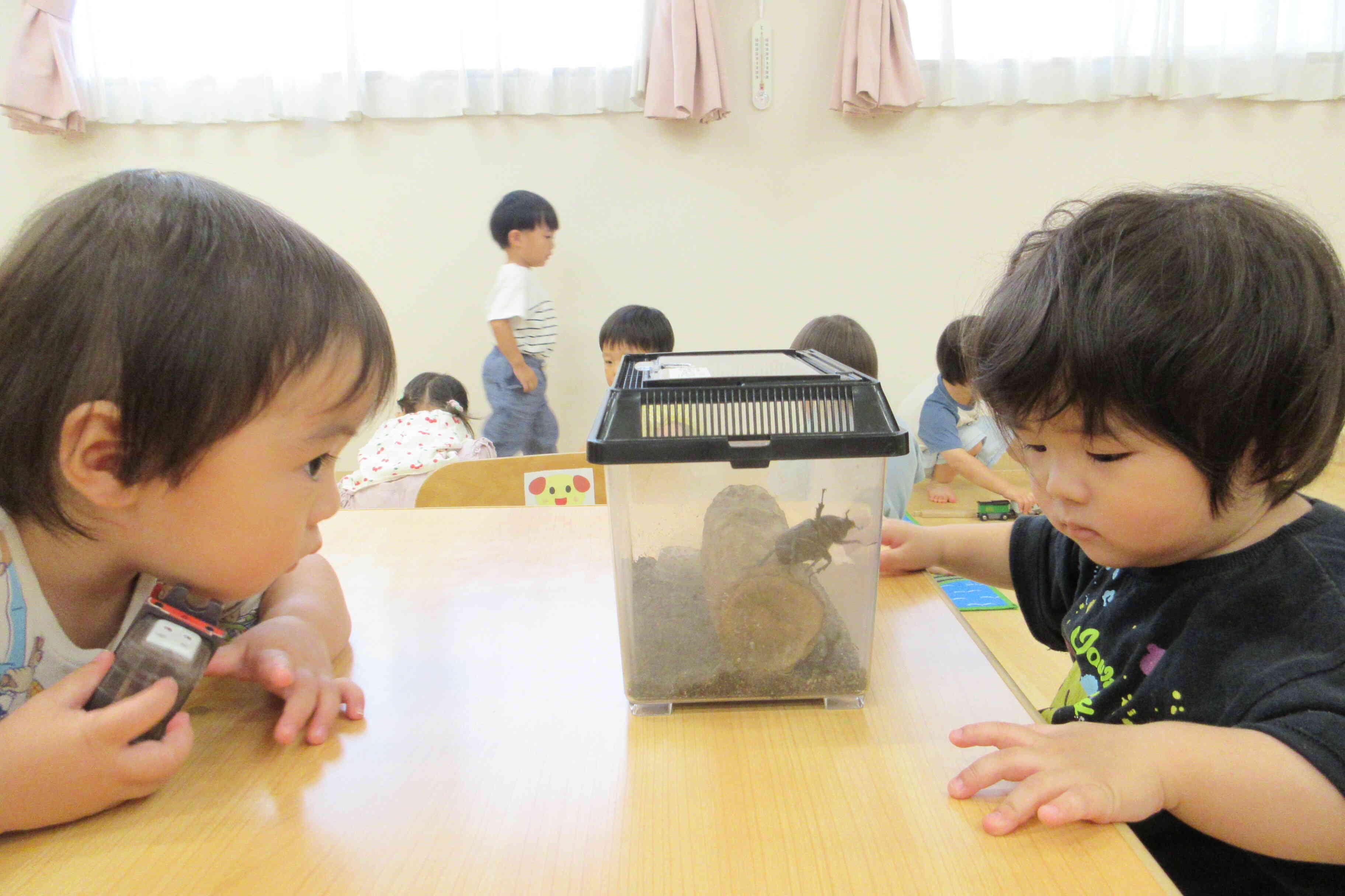 カブトムシに興味津々！