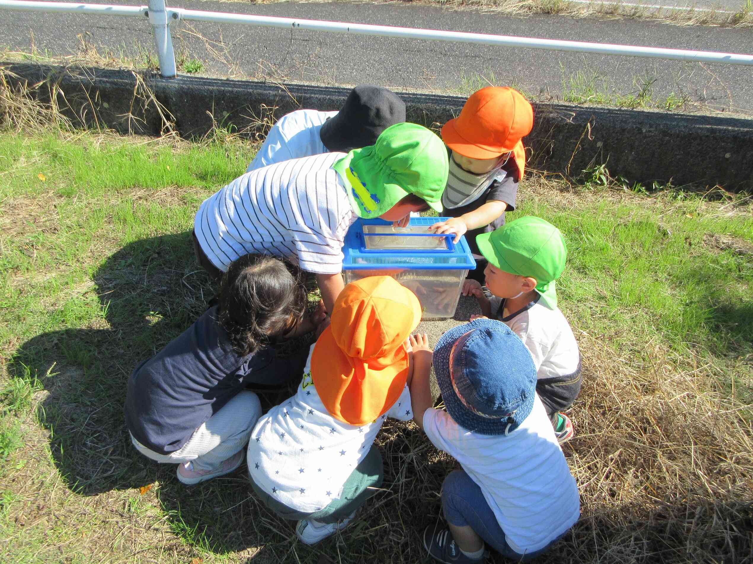 バッタやこおろぎをみつけたよ！