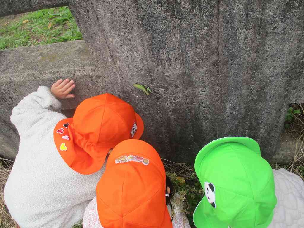 みんなでかまきりの観察中